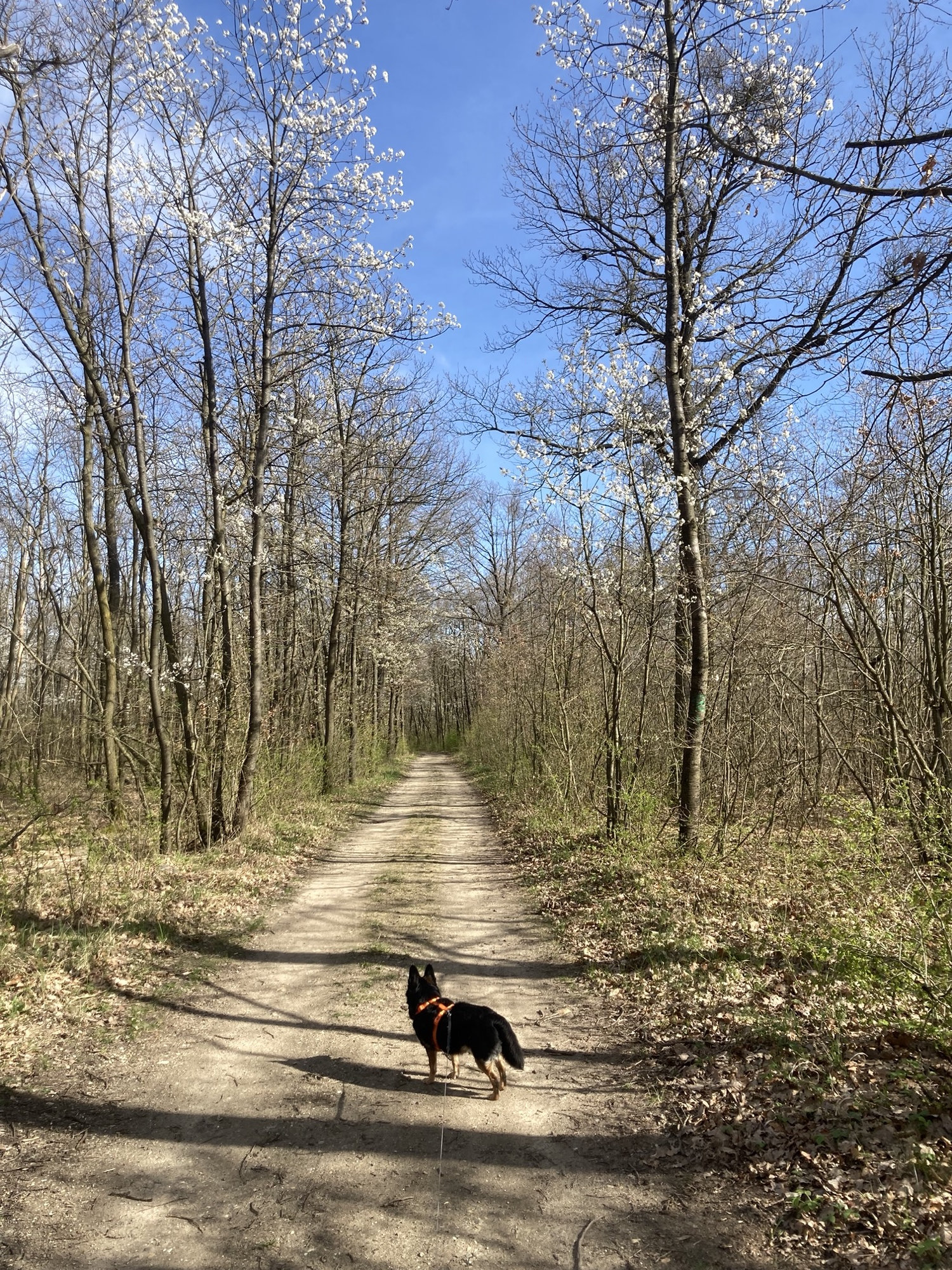 Waldweg im Frühling, links und rechts blühen manche Bäume schon, auf dem Waldweg steht ein schwarzer Hund und schaut von der Kamera weg