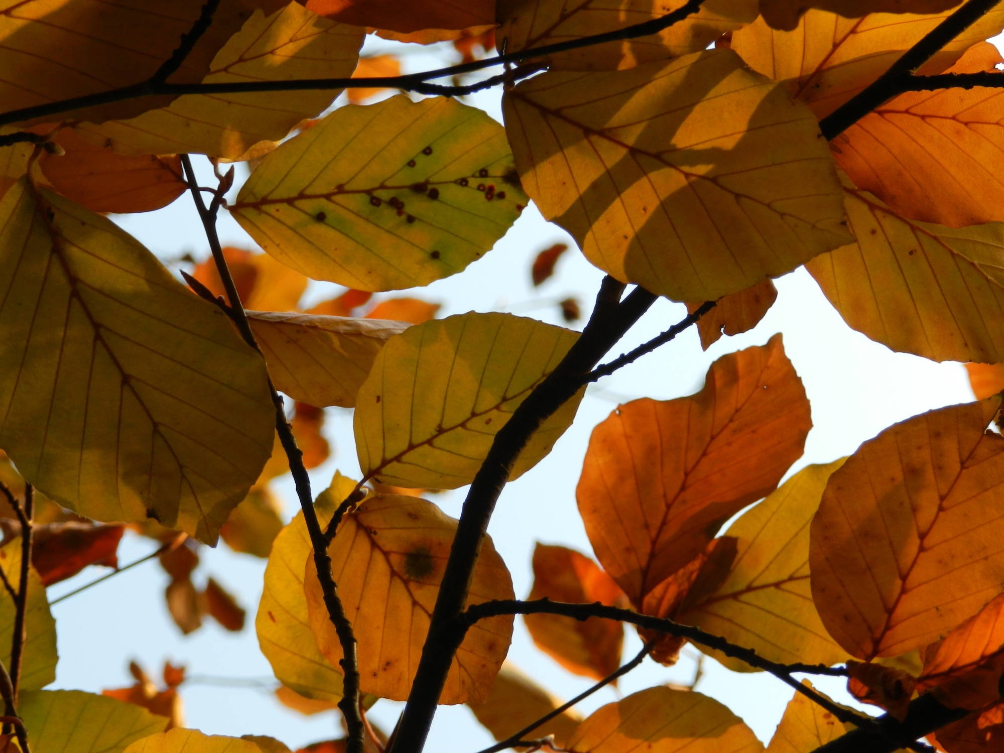Herbstblätter in der Herbstsonne