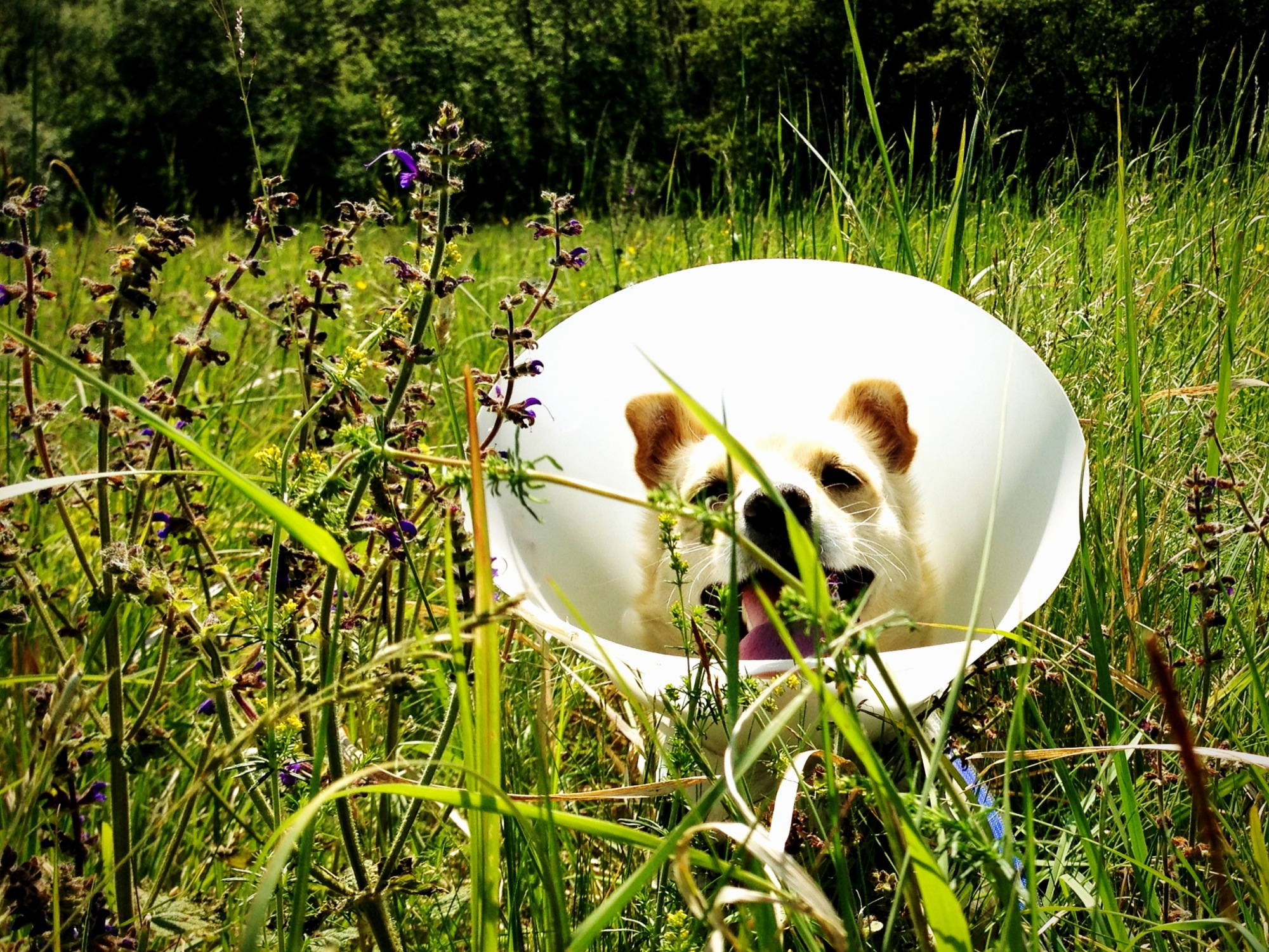 Hund Melly mit Lampenschirm aber trotzdem glücklich in der Frühjahrssonne