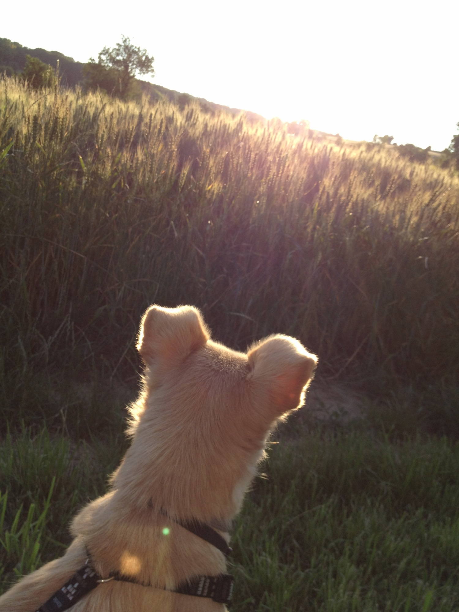 Hund Melly schaut in die Nachmittagssonne