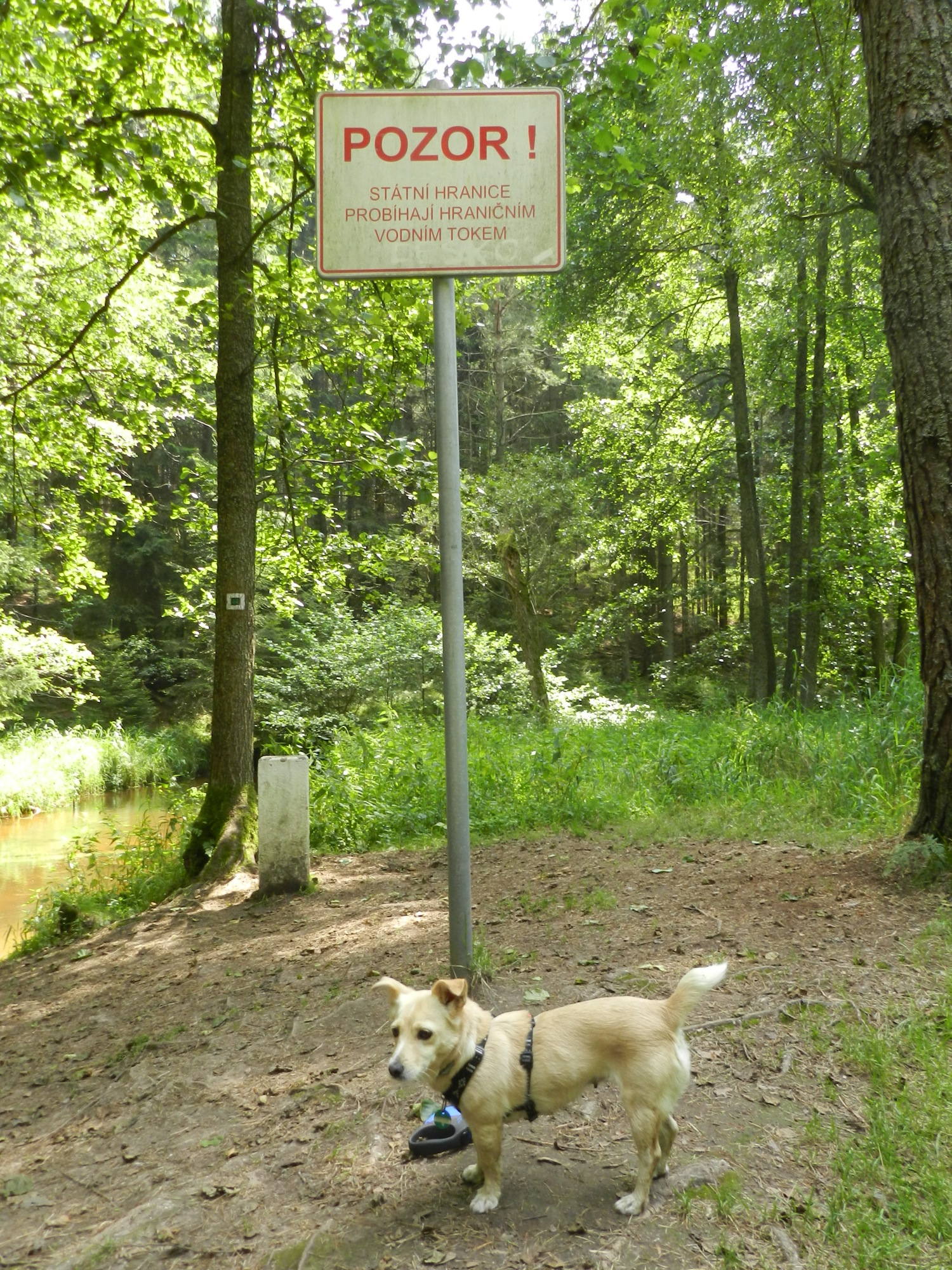 Hund Melly an der Staatsgrenze Österreich / Tschechien
