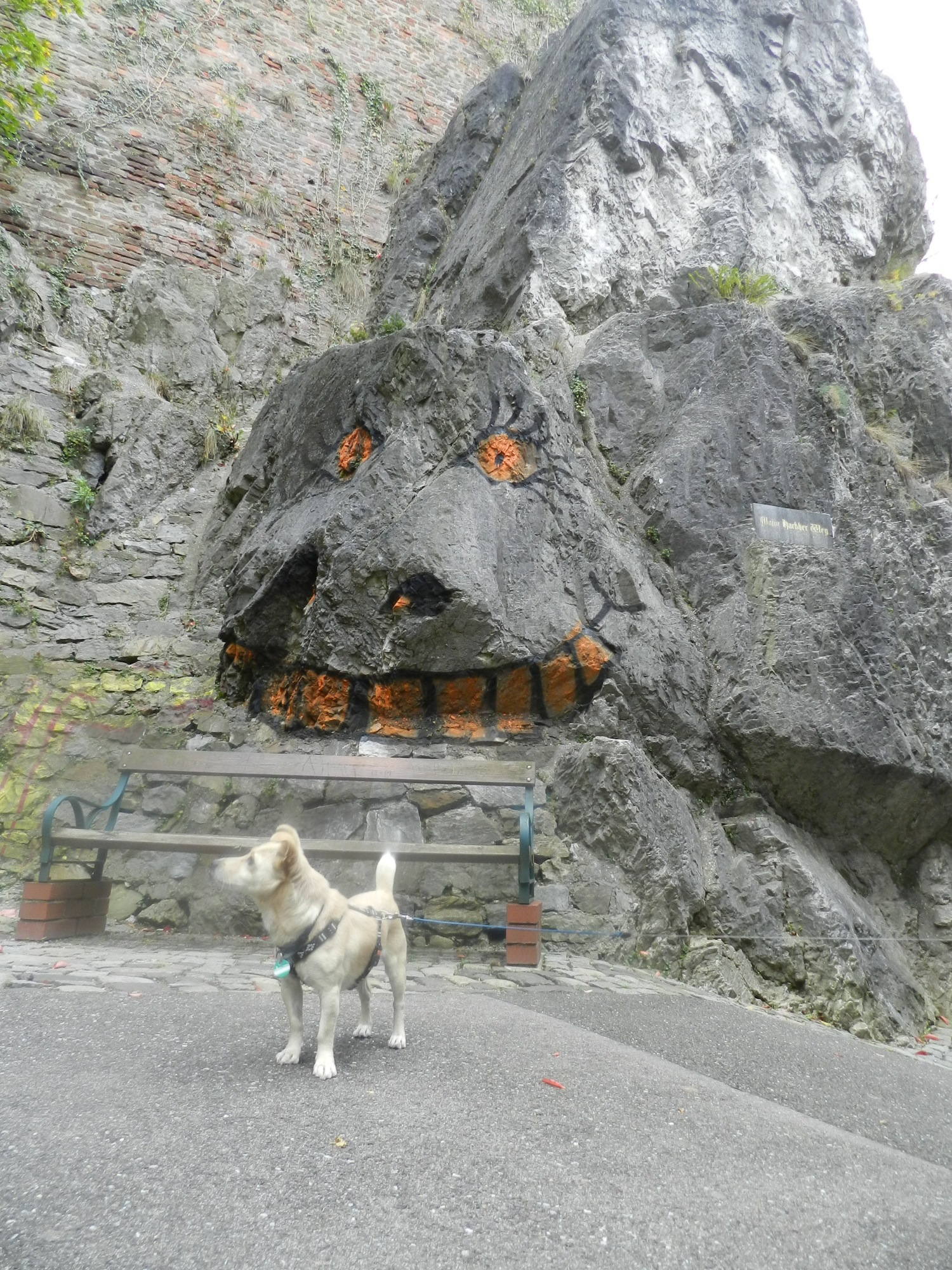 Hund Melly lässt sich durch ein auf den Felsen gemaltes Monster nicht erschrecken
