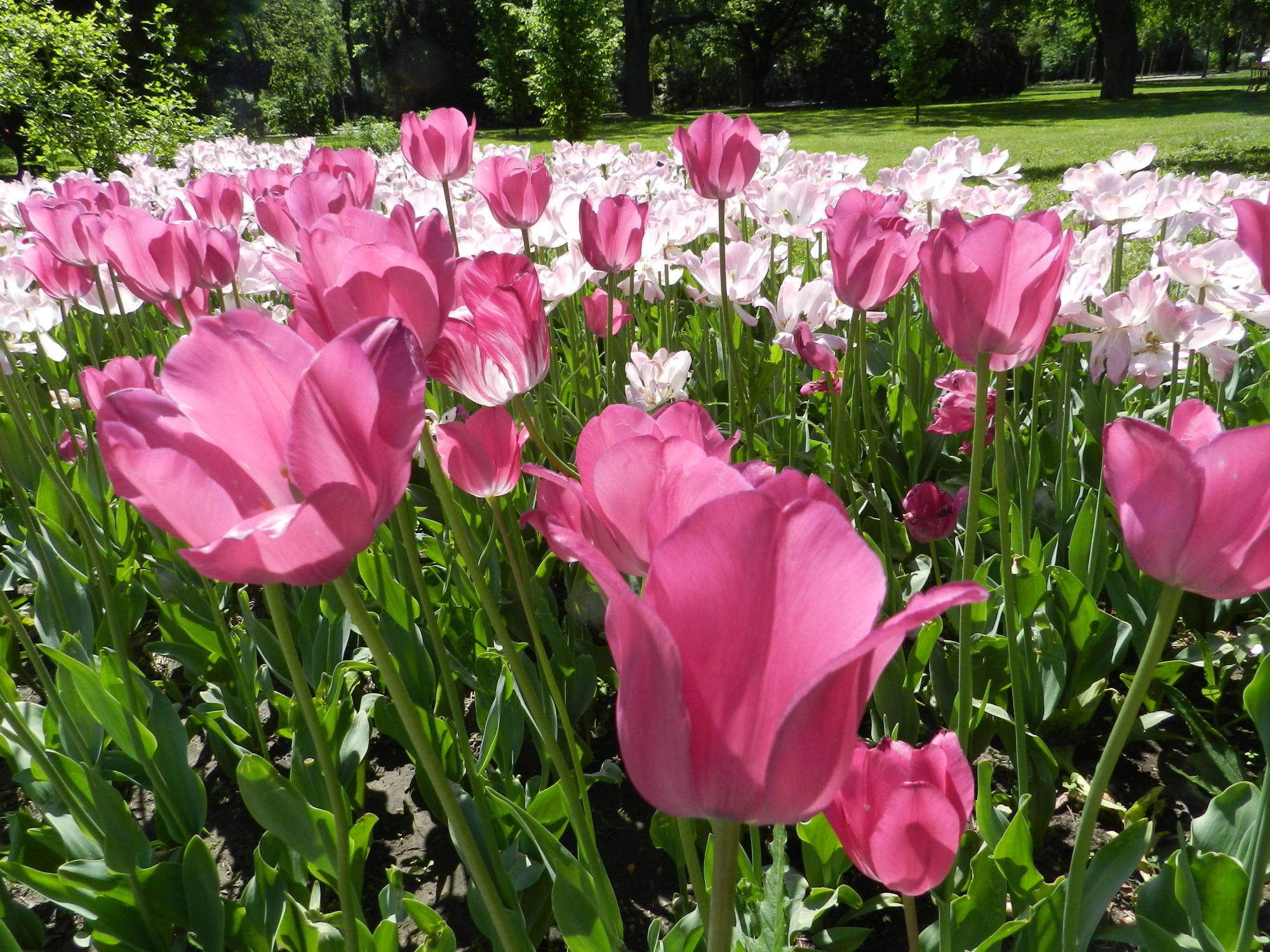 Meer an blühenden Tulpen in verschiedenen Rosa-Tönen