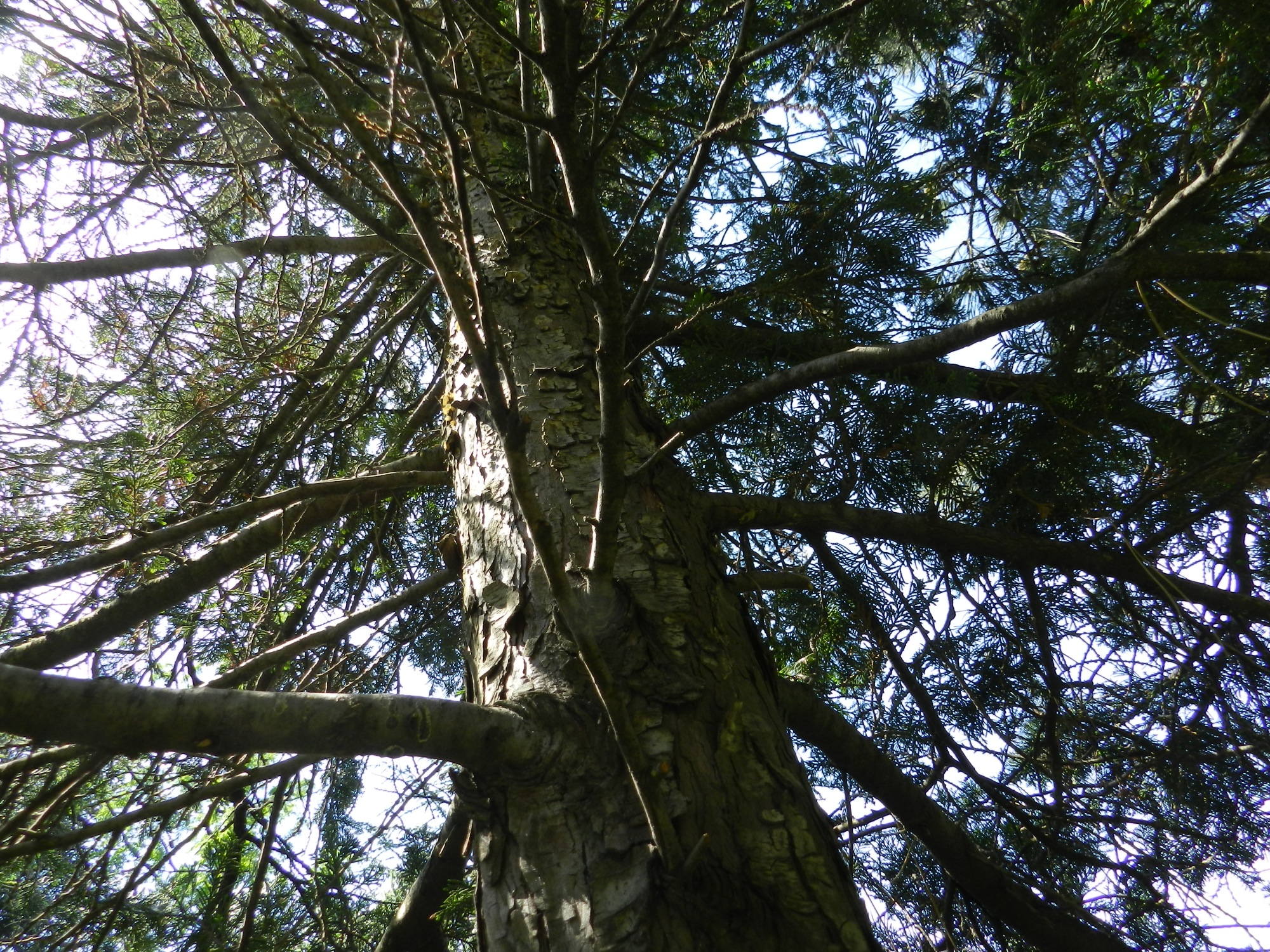 Blick in den Baum – als Tarnung während der Cache-Suche