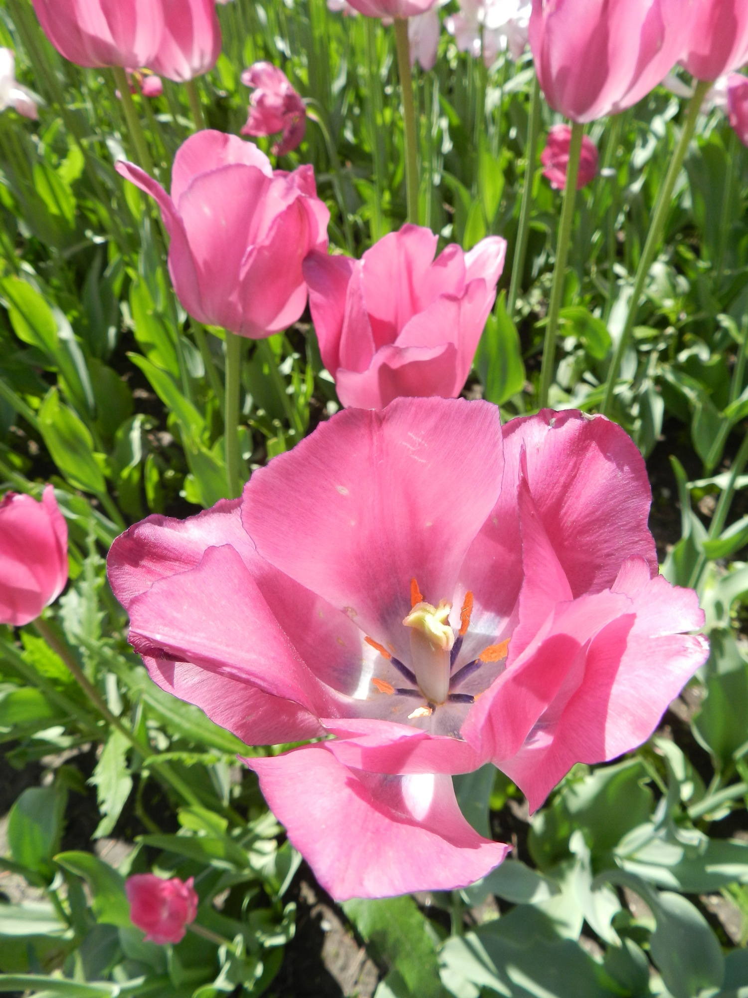 Detailaufnahme einer blühenden Tulpe