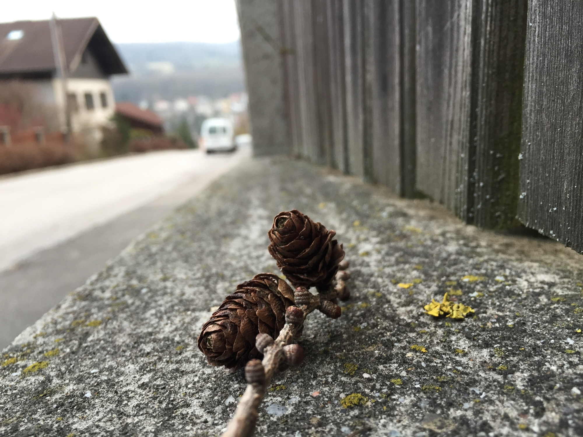 Fundstück am Straßenrand: Zapfen vom Nadelbaum