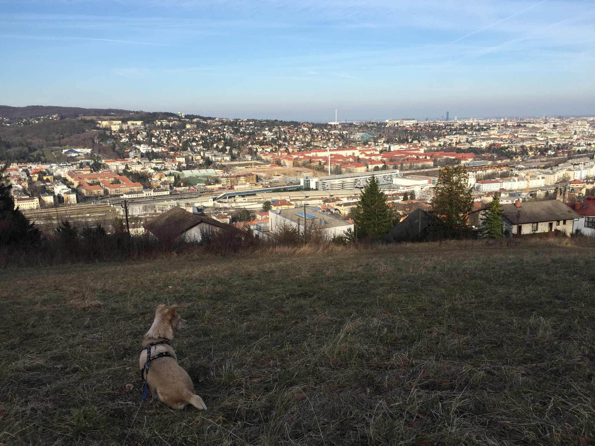 Hund Melly genießt die Aussicht über Hütteldorf und dahinterliegendes Wien