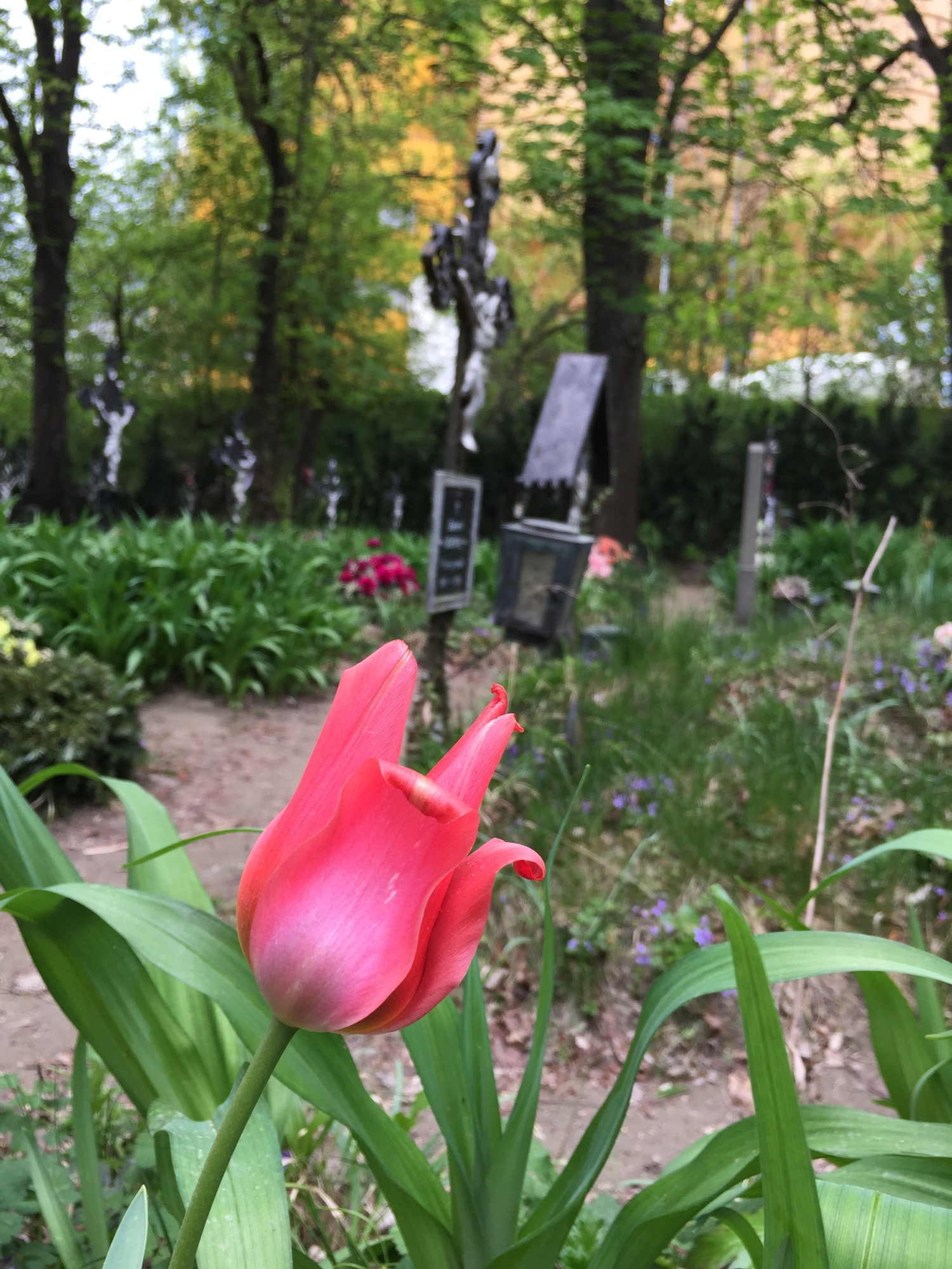 Tulpe im Vordergrund, Gräber im Hintergrund