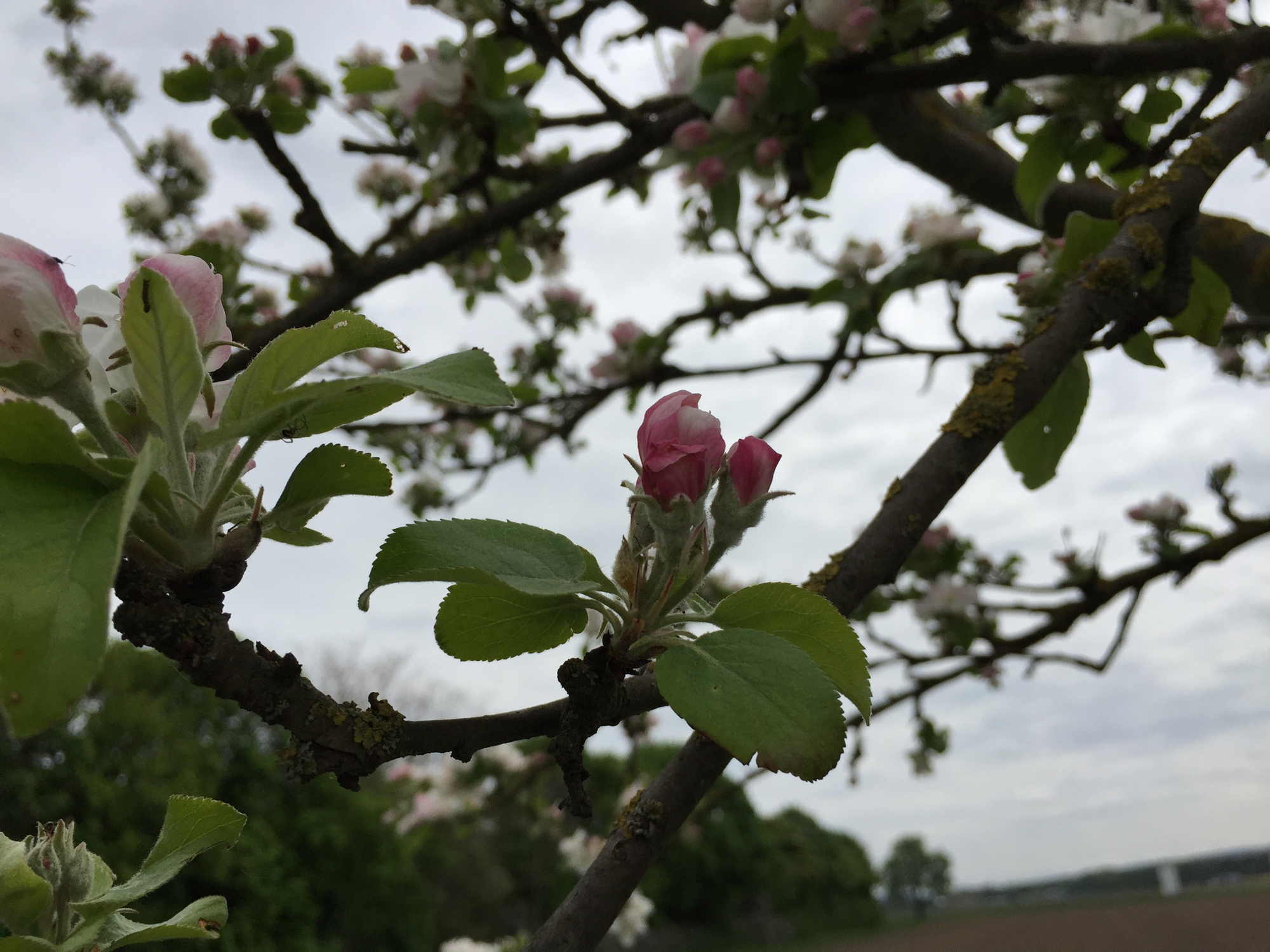 Blüten und Knospen trotzen dem düsteren Wetter am 1. Mai