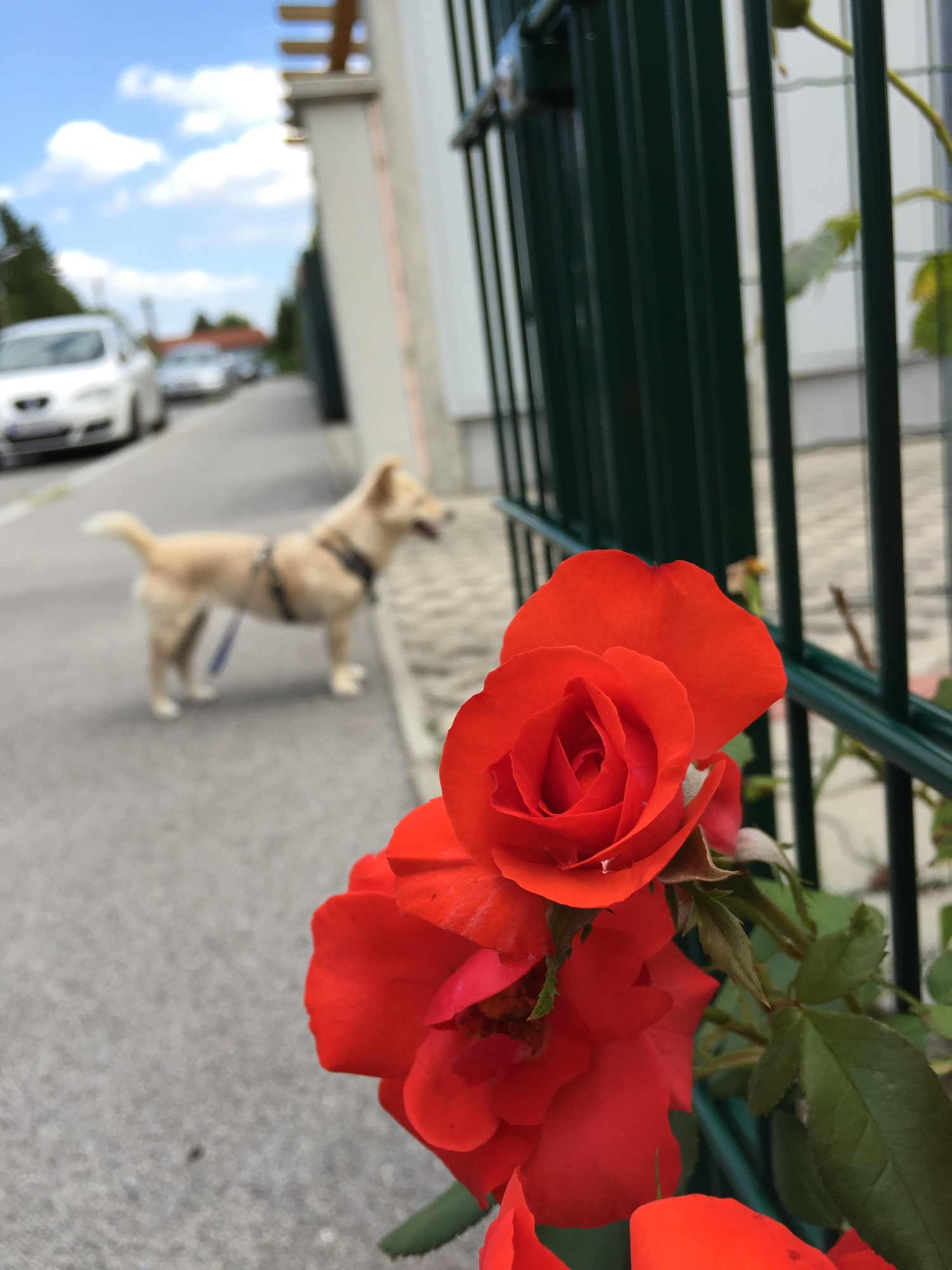 Rosen ranken sich durch den Zaun, den Hund interessiert etwas anderes