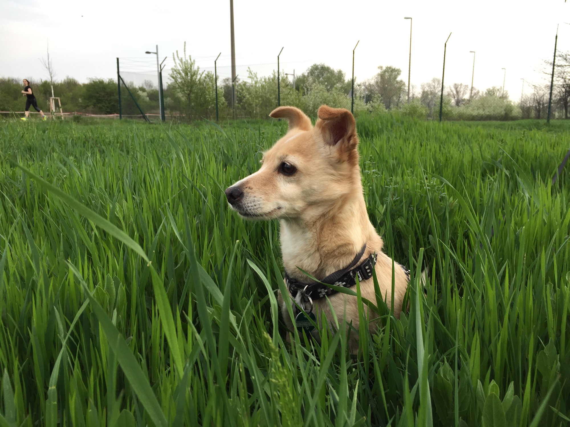 Melly, der Hund, im hohen Gras