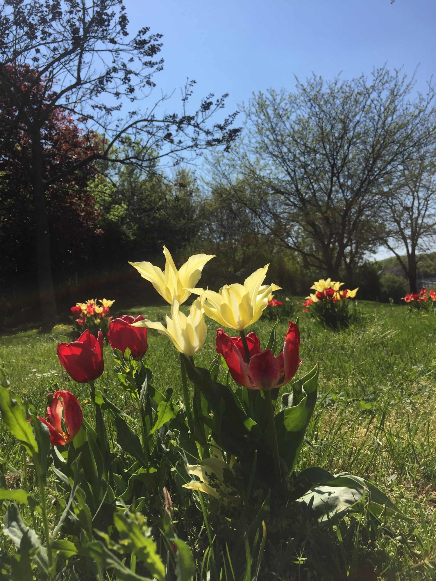 Wildwuchs an roten und gelben Tulpen im Donaupark
