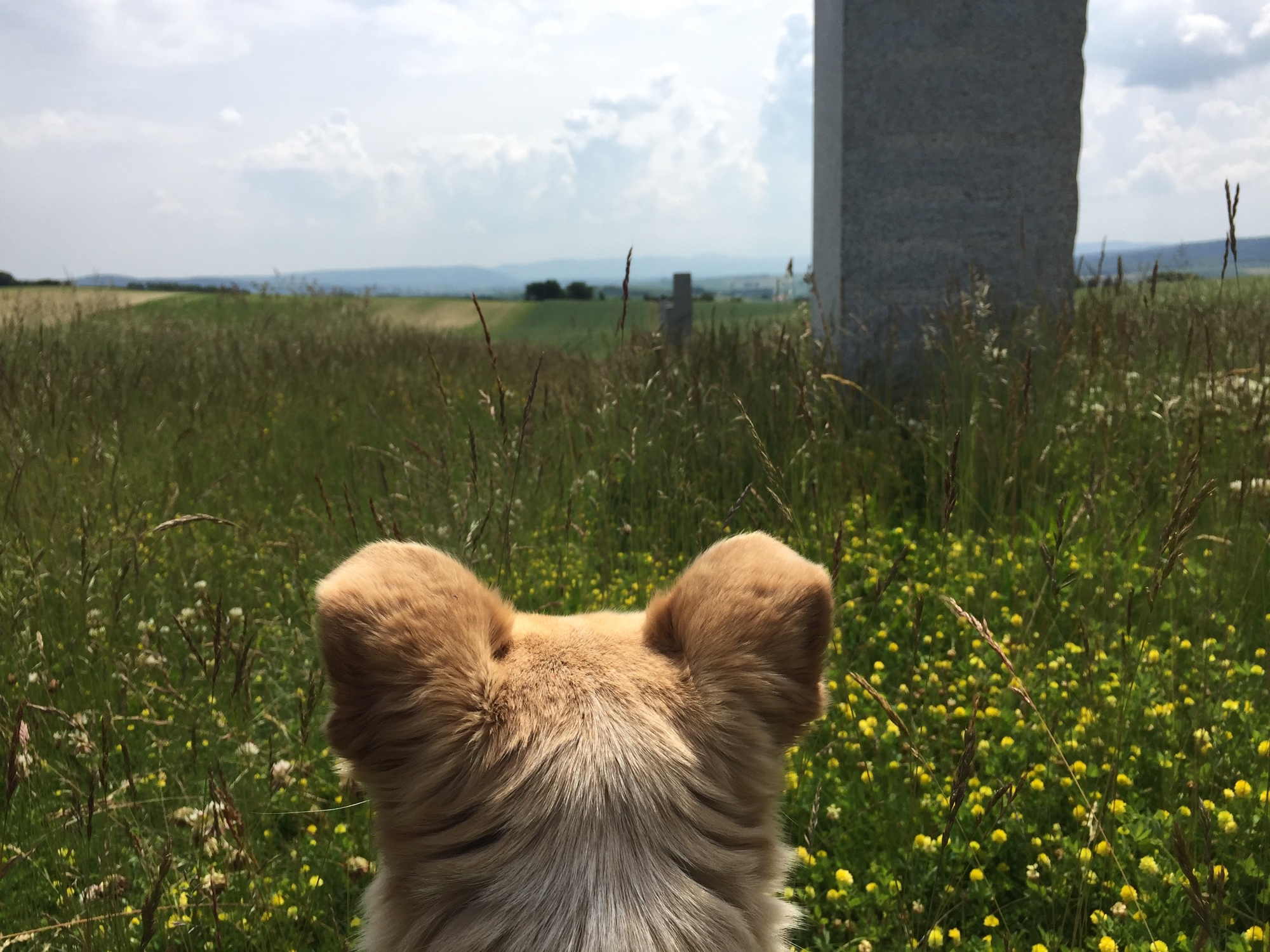 Hund Melly schaut über das Kunstfeld Hetzmannsdorf