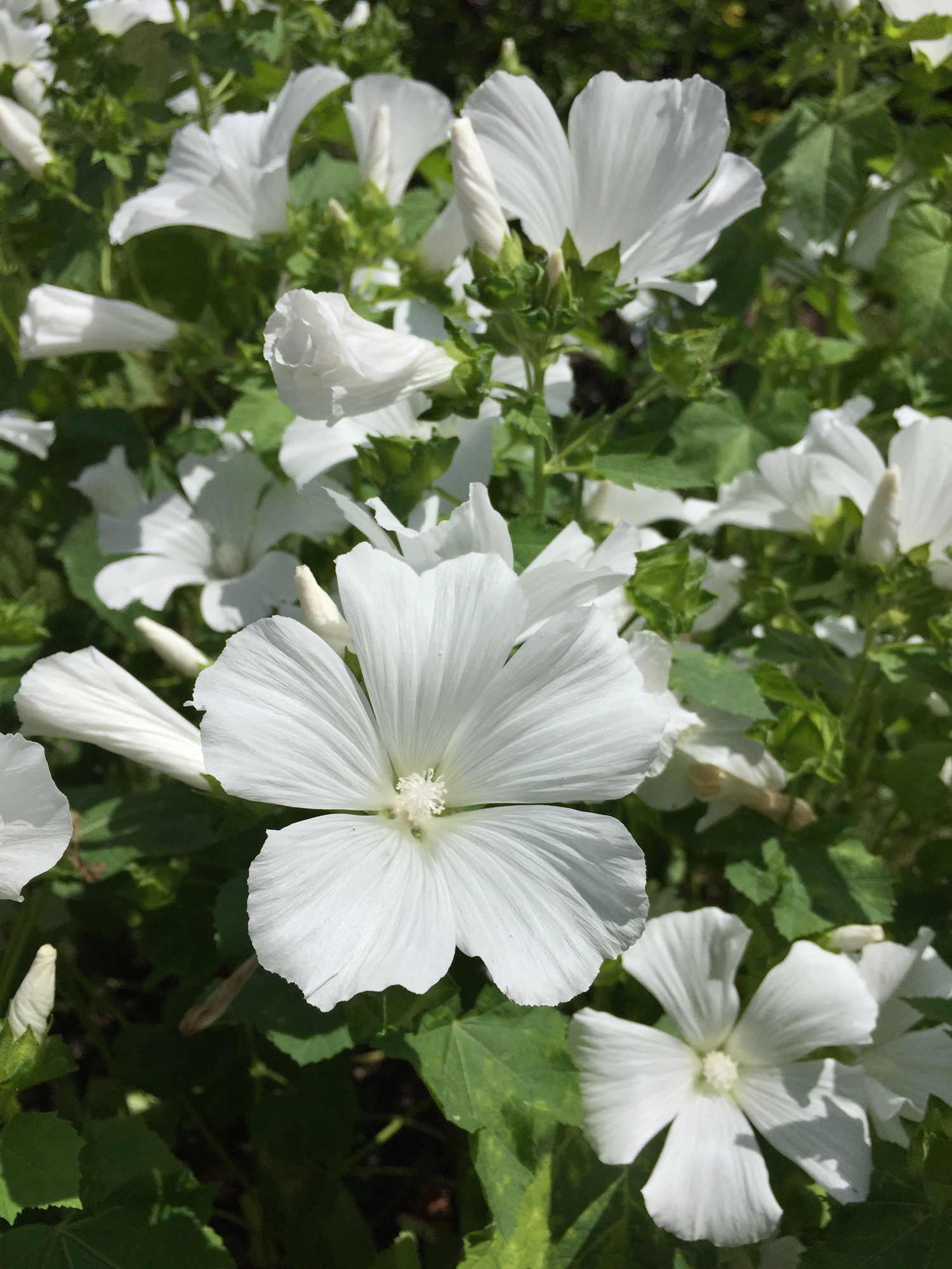 weiße Blüte, Garten-Lavatere, Lavatera trimestris L., aus der Familie der Malvaceae
