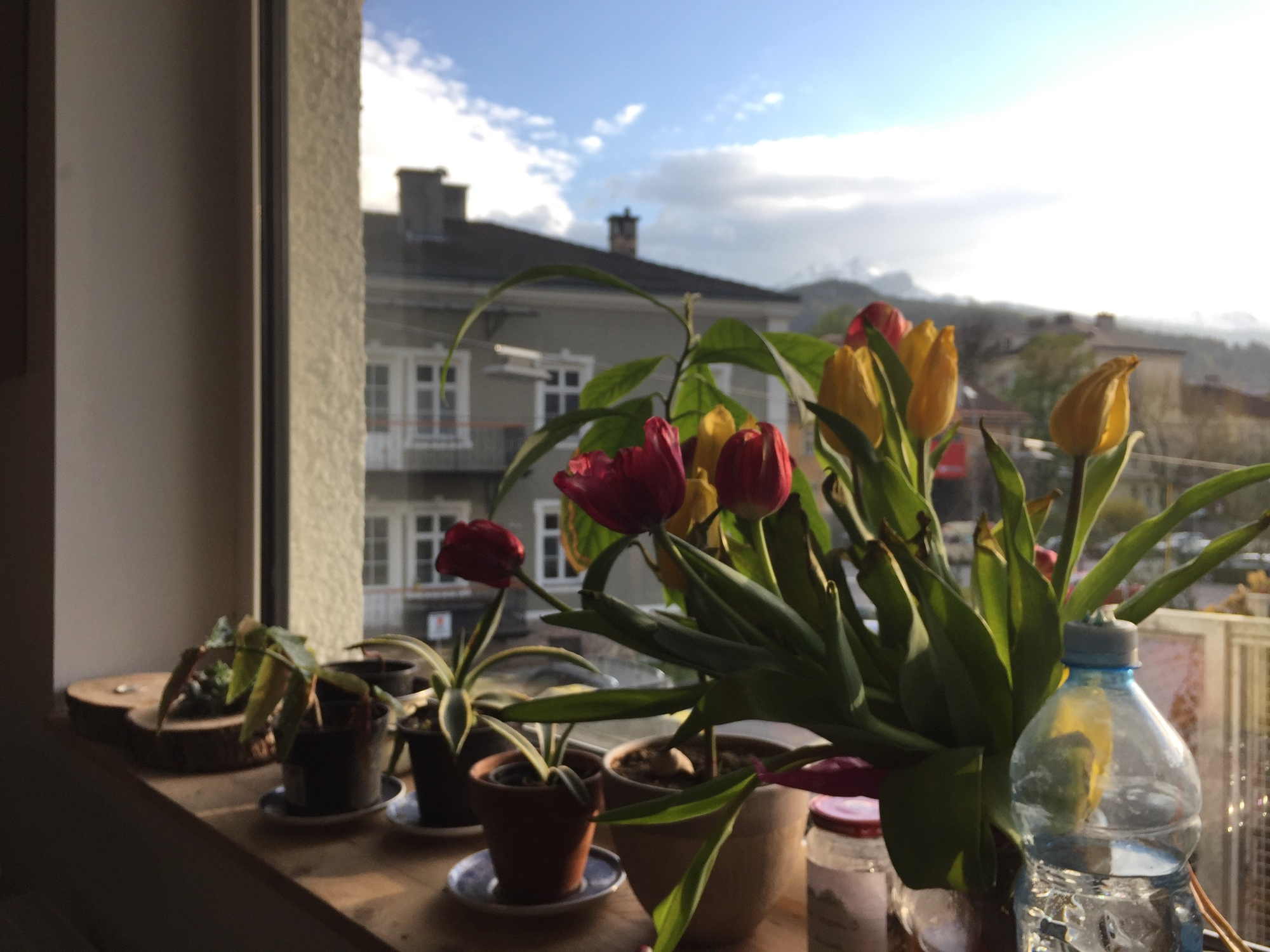 Blick in die Nachmittagssonne von innen nach außen aus dem Fenster des Kochlokals, im Vordergrund ein bunter Strauß Tulpen