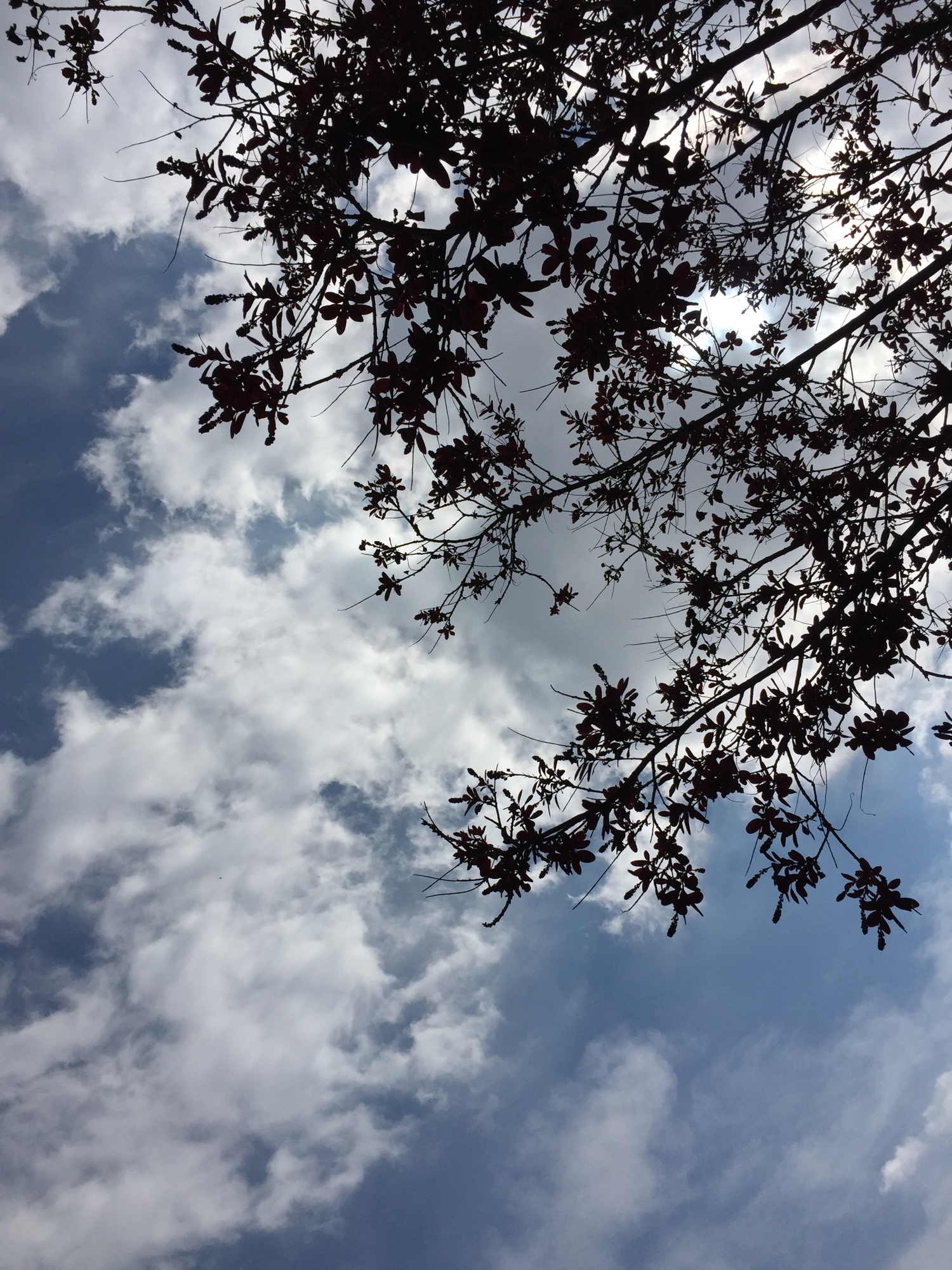 Blick durch die Blätter eines Strauches in den Himmel
