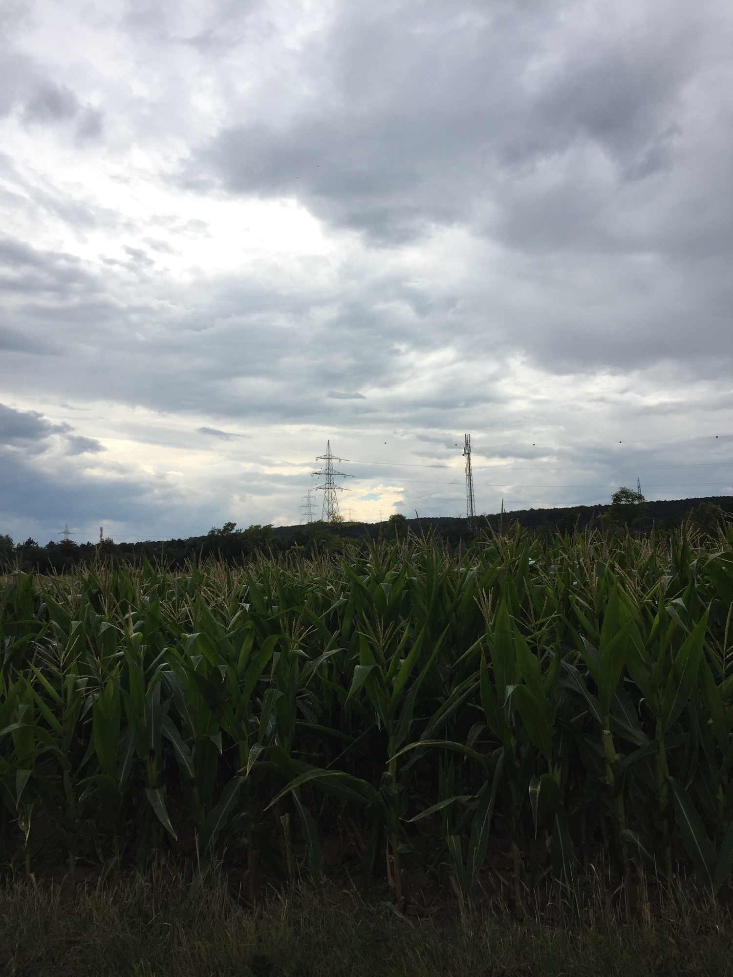 Ausblick über Maisfelder in den bewölkten Nachmittagshimmel