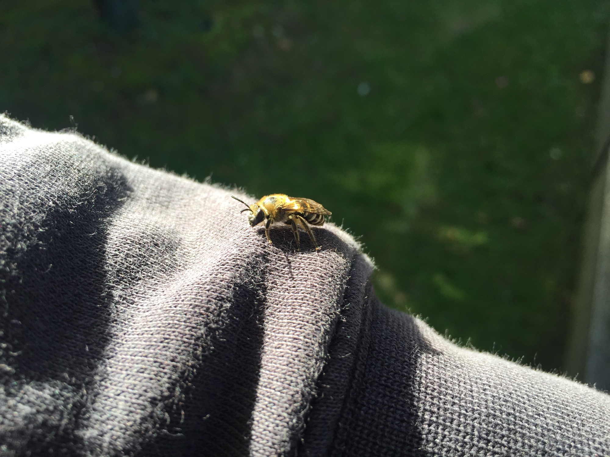 Biene auf der Suche