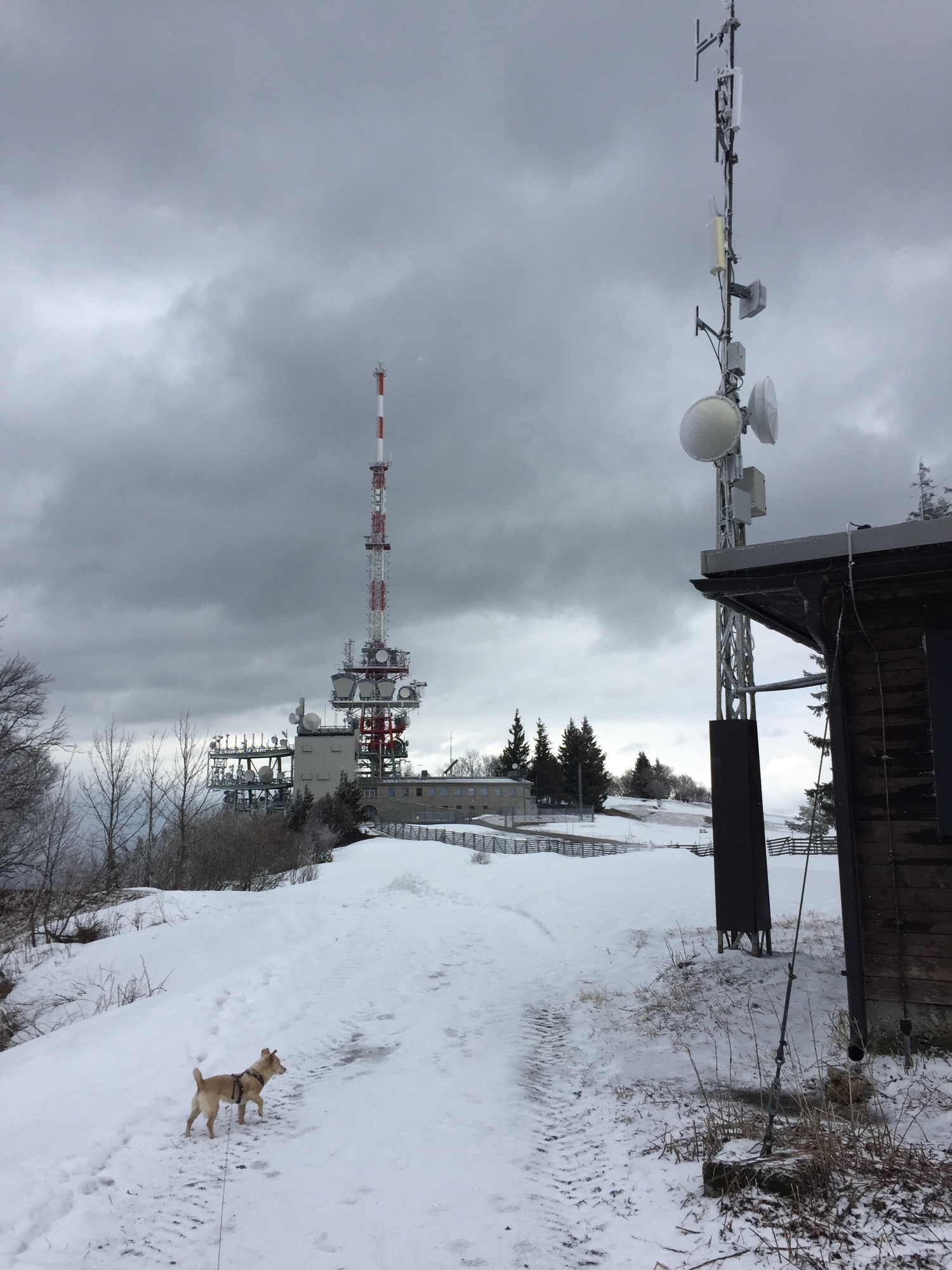 Blick auf den Gaisberg-Sender, Melly, der Hund, im Vordergrund