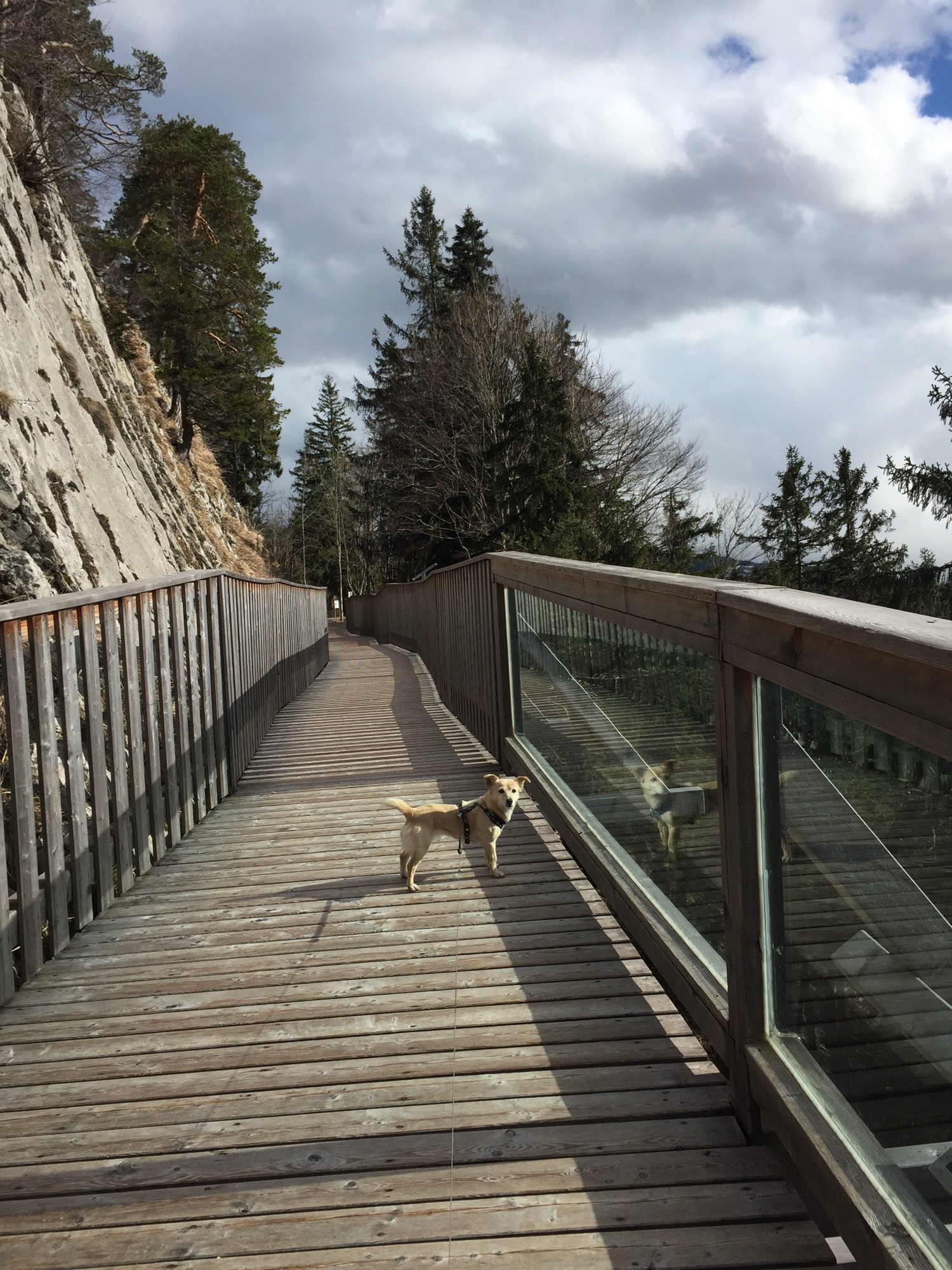 Hund Melly auf der Brücke mit Ausblick nach Salzburg