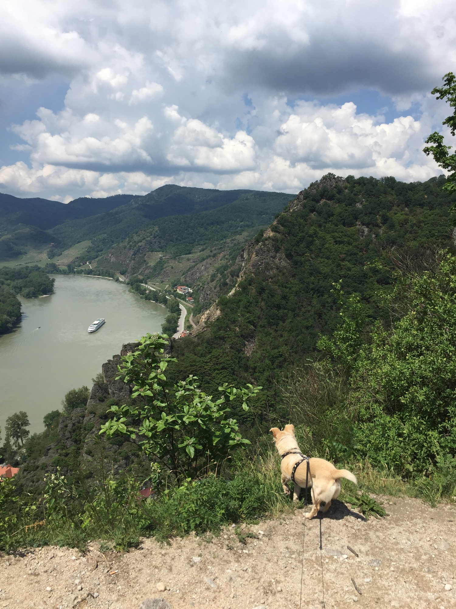Melly, der Hund, schaut von der Ruine Dürnstein runter auf die Donau