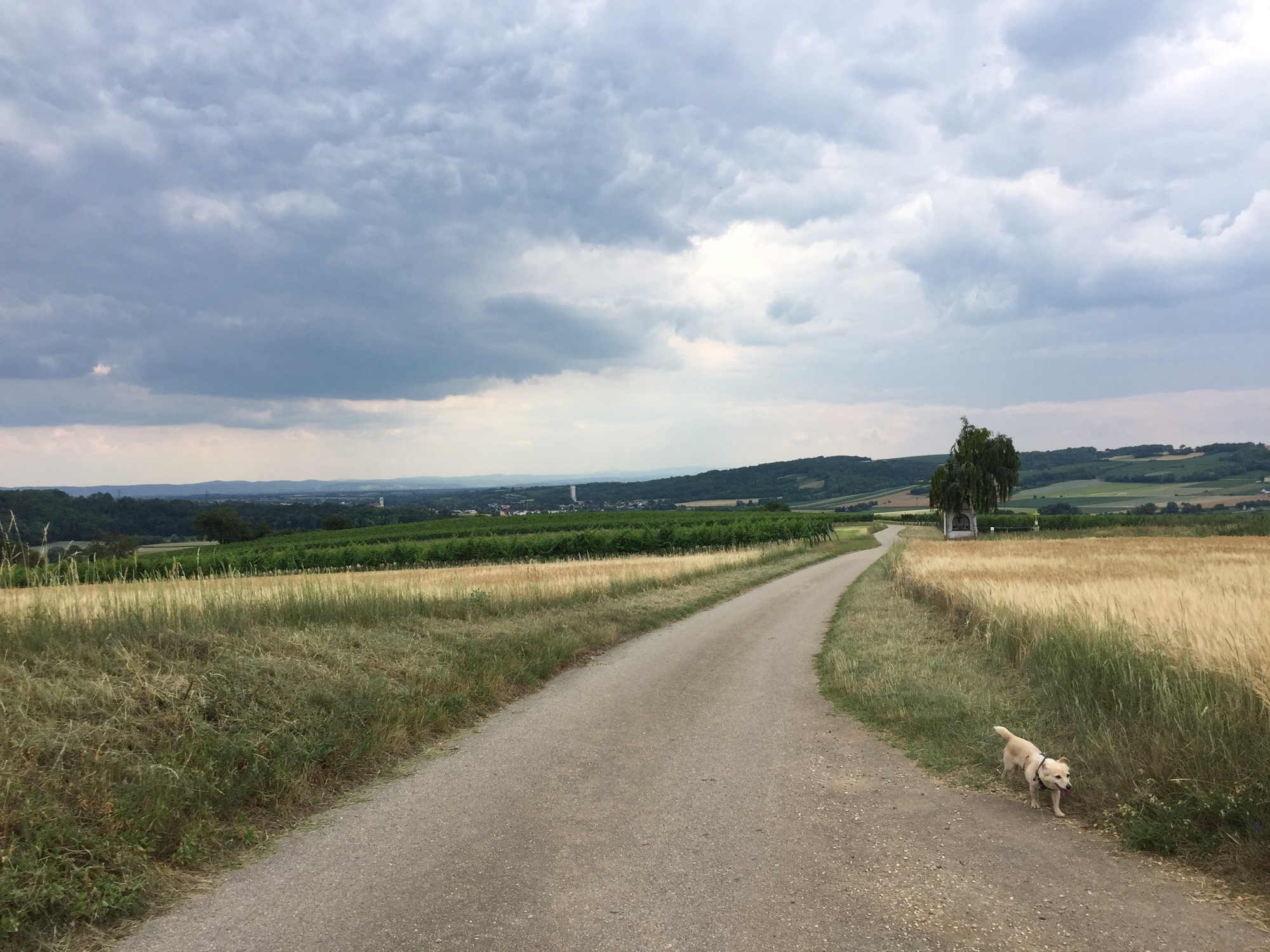 Ausblick auf den Feldweg auf halber Länge des Weinwanderwegs Großwetzdorf, Wolken im Hintergrund, Hund Melly rechts im Bild