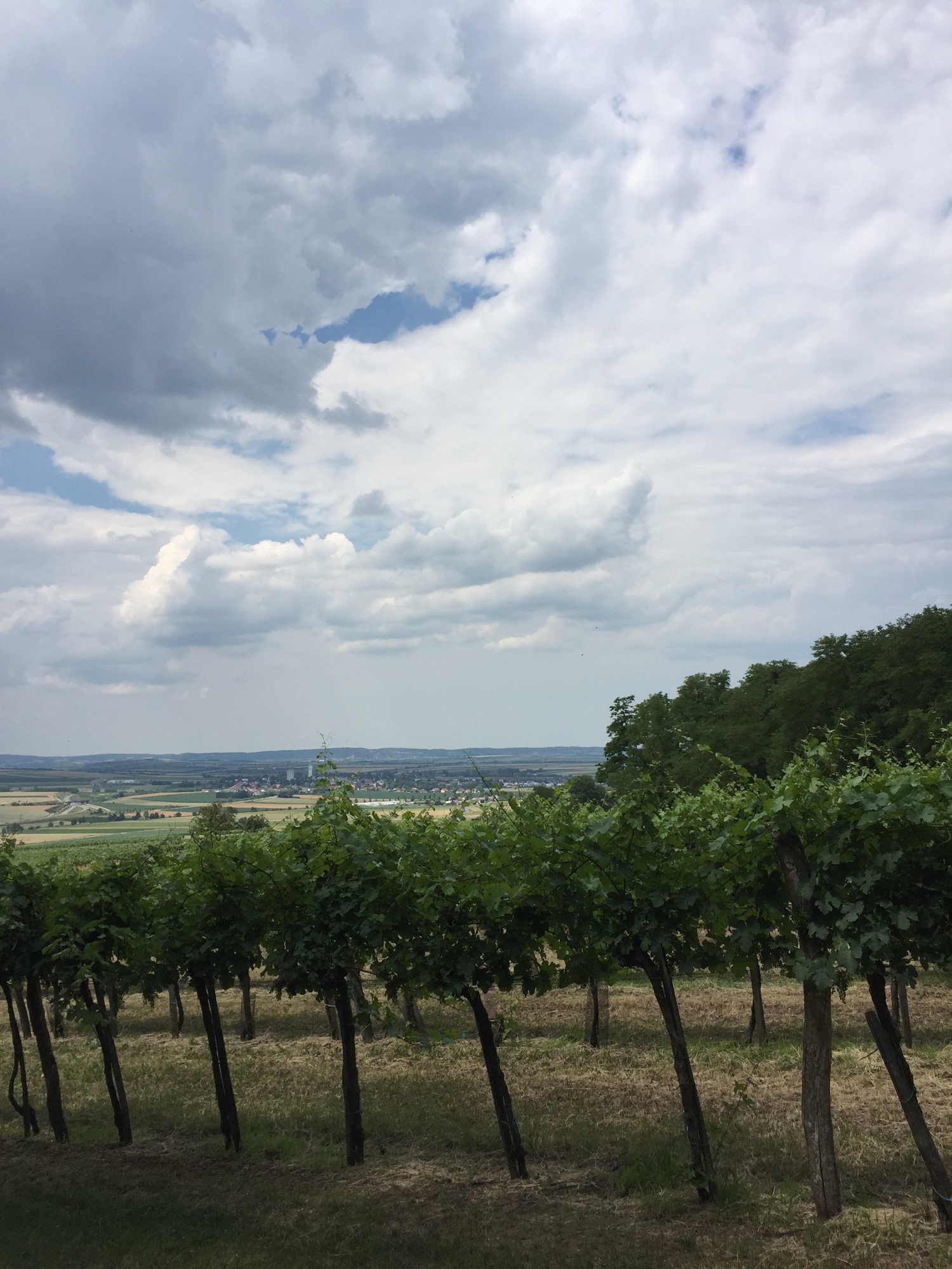 Blick über die Weinberge in der Region Großwetzdorf/Heldenberg
