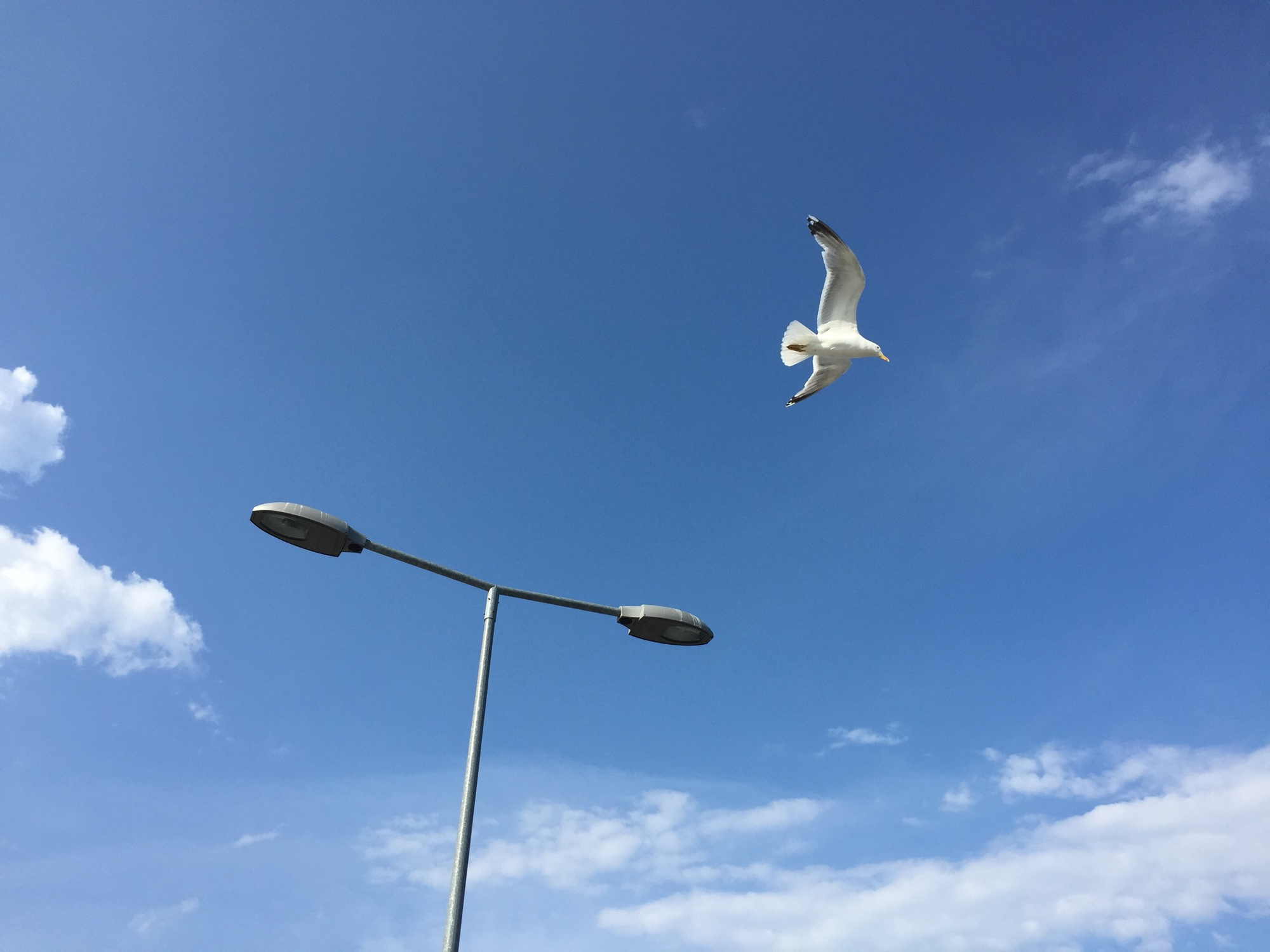 Blick vom Pier nach oben, neben einer zweiarmigen Laterne fliegt mit ausgebreiteten Flügeln eine Möwe vorbei, ansonsten nur leicht bewölkter, blauer Himmel