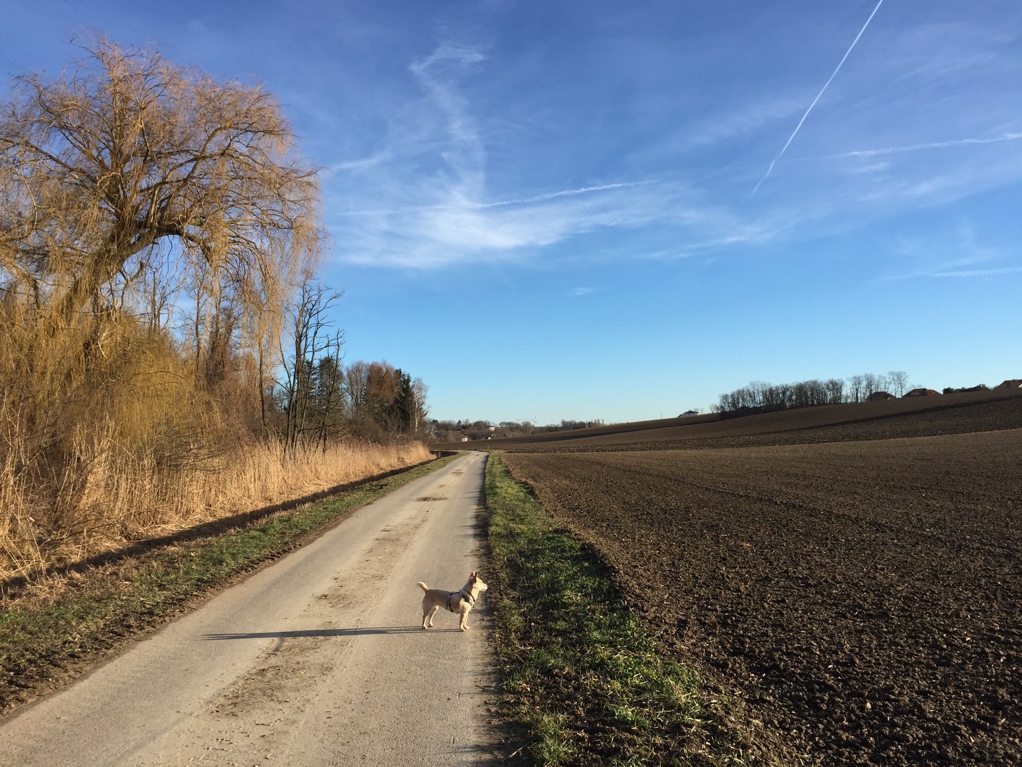 Feldweg außerhalb von Gaweinstal, der Hund schaut Richtung Sonne und wirft einen langen Schatten