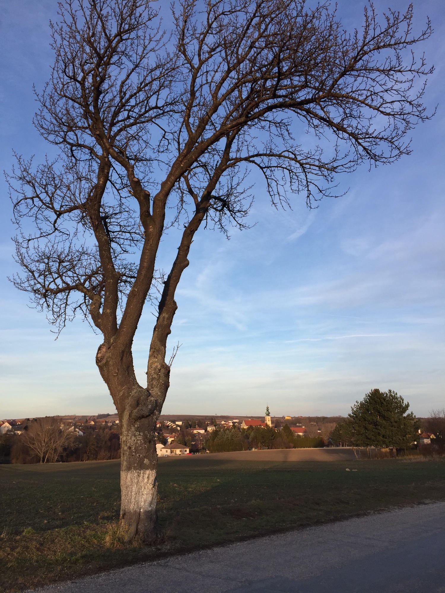 kahler, oben nach rechts geneigter Baum im Vordergrund, unter dem Baum im Hintergrund Gaweinstal mit Kirchturm