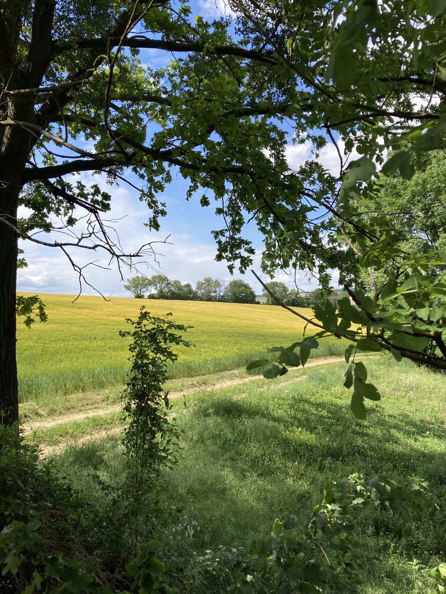 Blick durch niedrige Baumäste auf ein Getreidefeld, das gerade von grün zu gelb wechselt