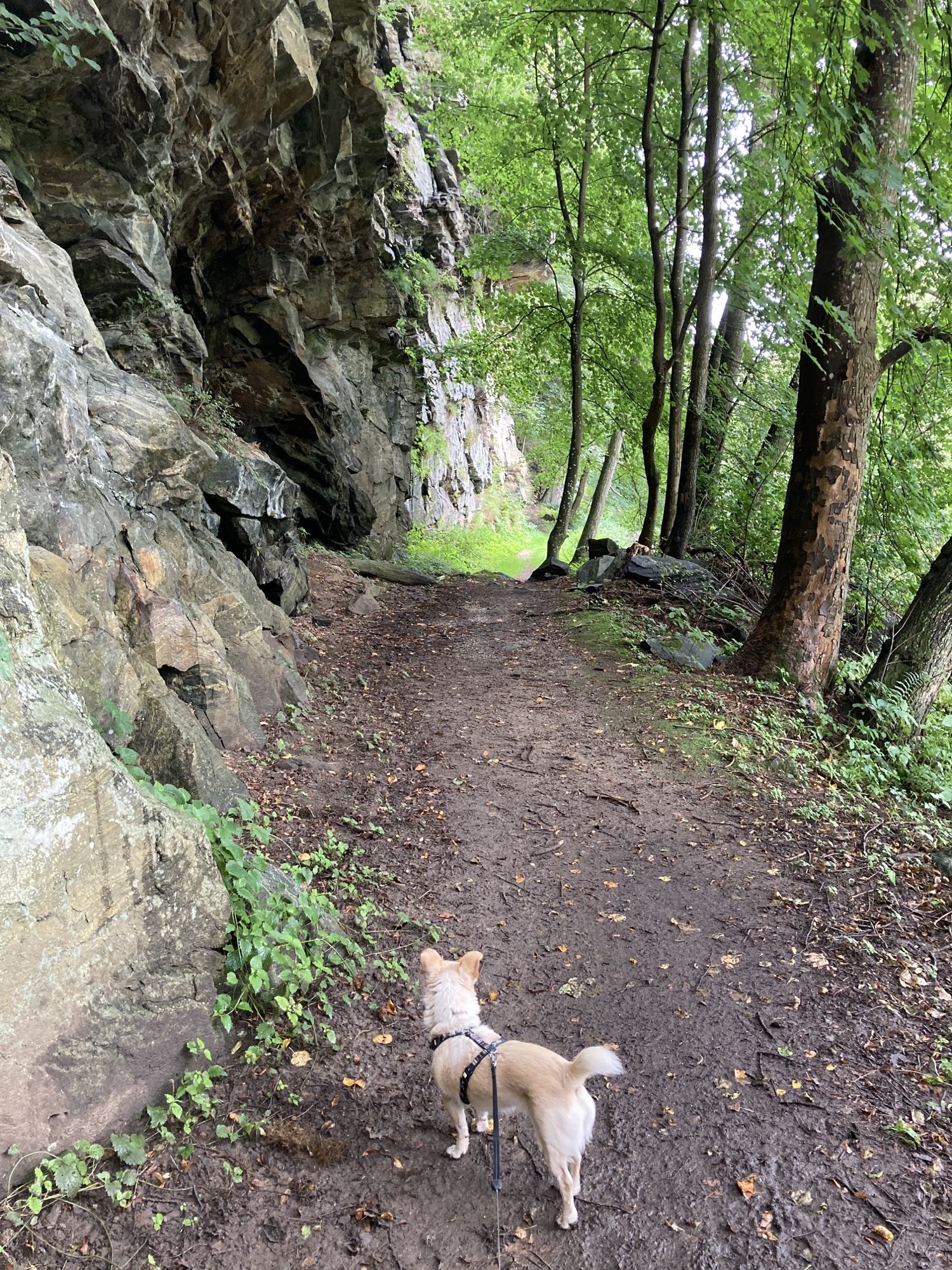 Hund Melly auf einem Weg zwischen einer Felswand links und der mährischen Thaya rechts