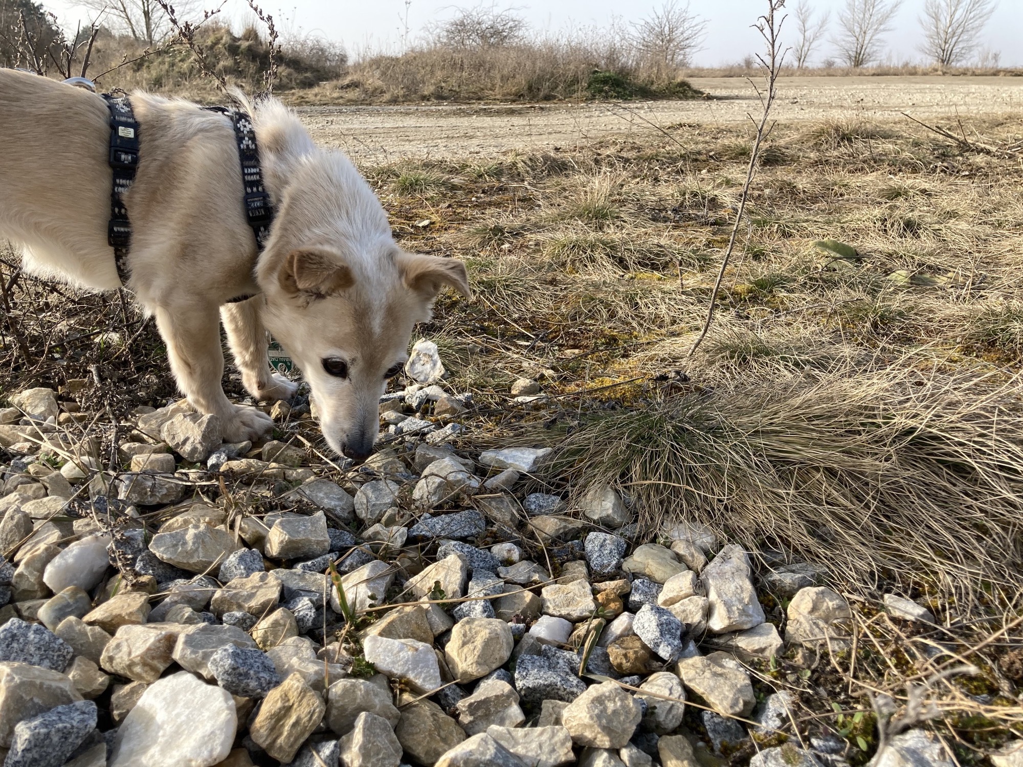 Hund Melly sucht nicht den Geocache (sondern irgendwas anderes)