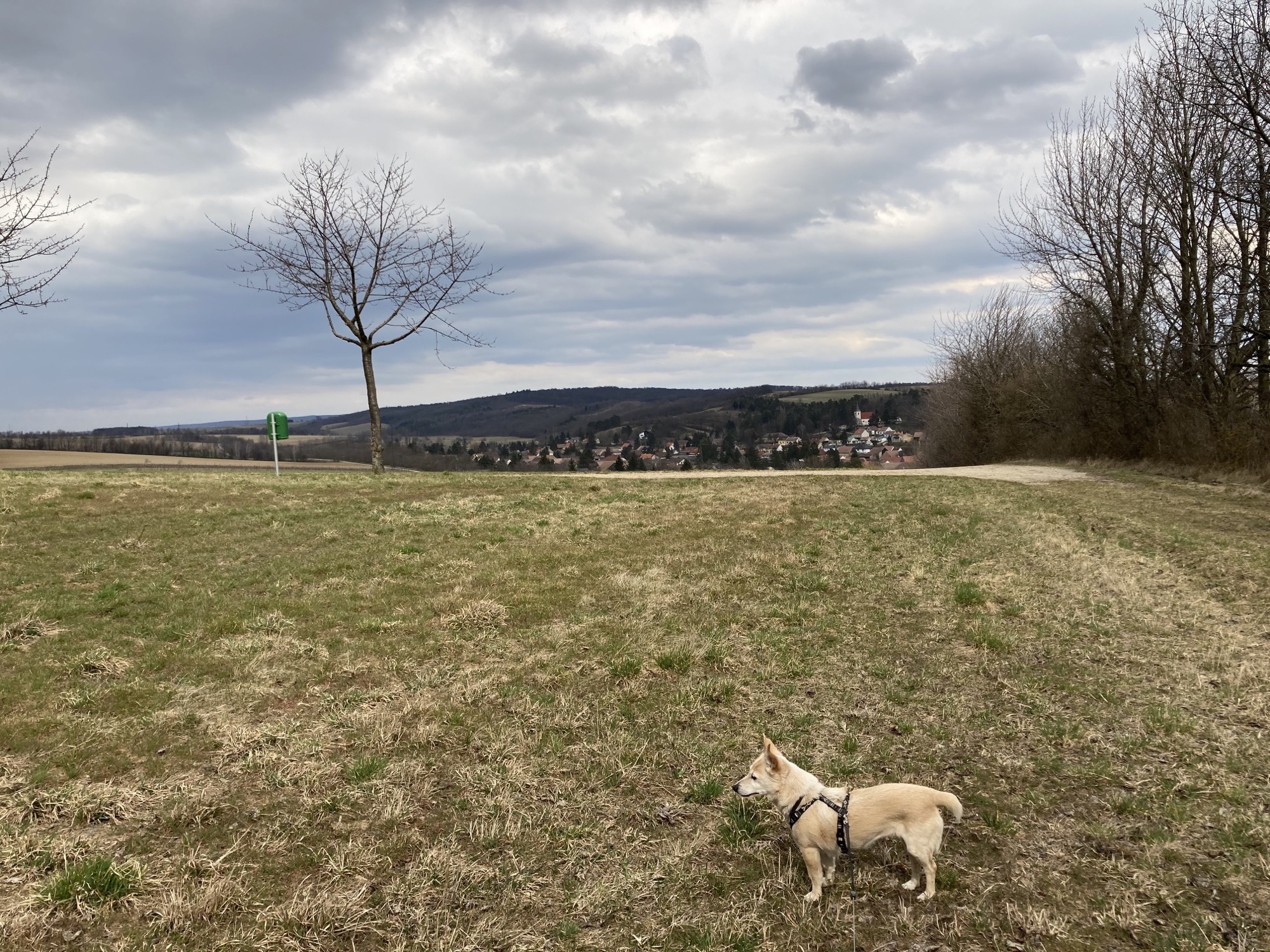 Landschaftsaufnahme, kleiner Hund im Vordergrund, im Mittelgrund ein Weg mit einem einsamen Baum und Mistkübel, im Hintergrund die Ortschaft Hörersdorf