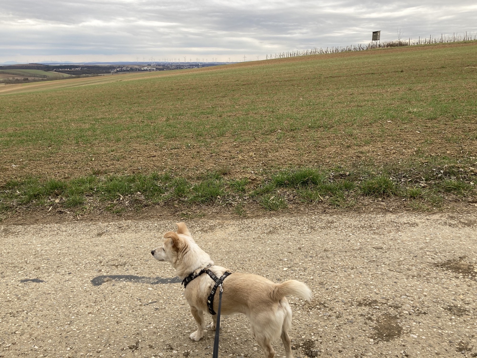 Hund Melly am Feldweg, dahinter ein Hochstand und Weinreben, ganz in der Ferne Windräder