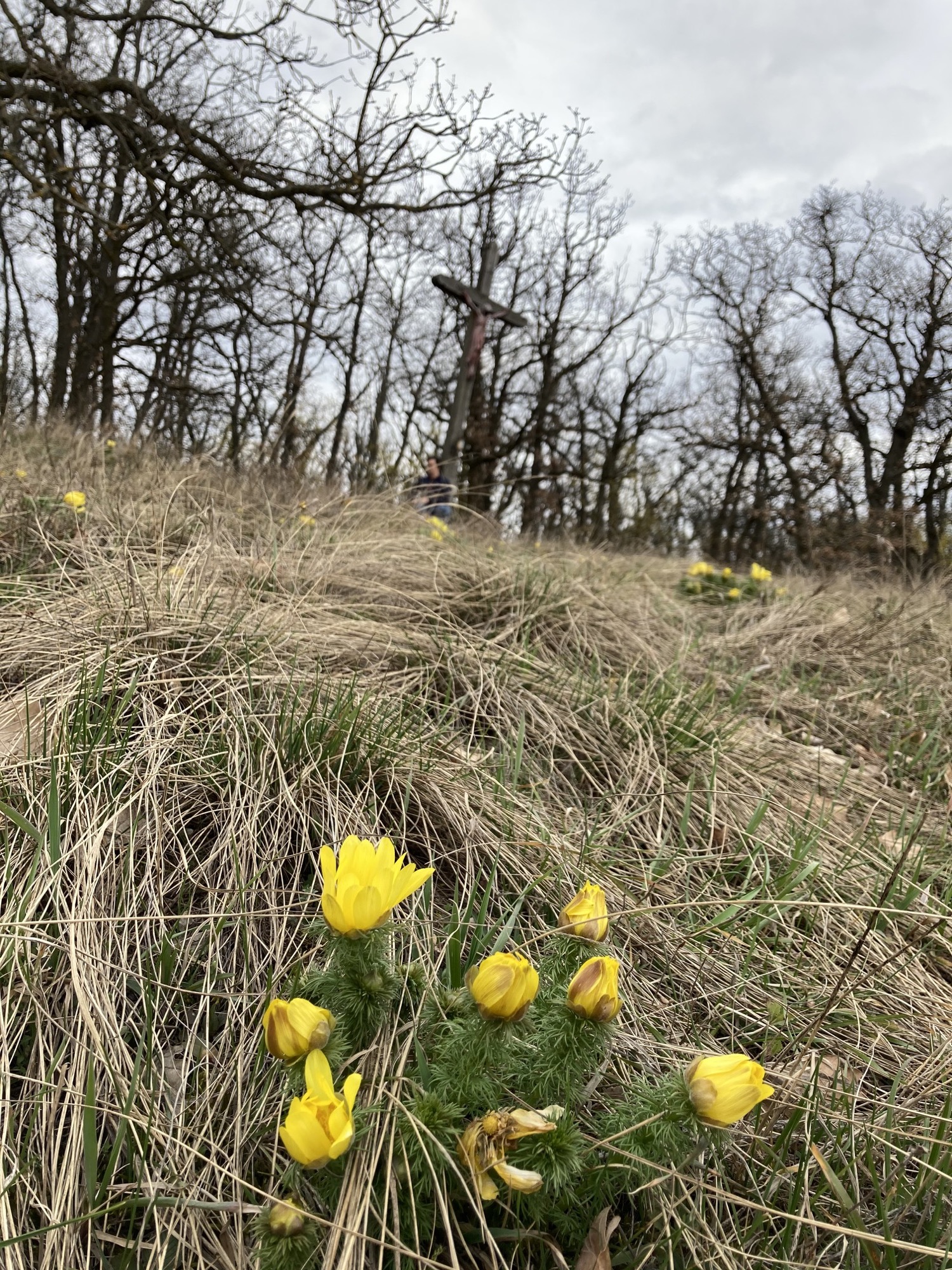 gelbe Adonisröschen im Vordergrund, im Hintergrund ein Wanderer vor dem Waldkreuz