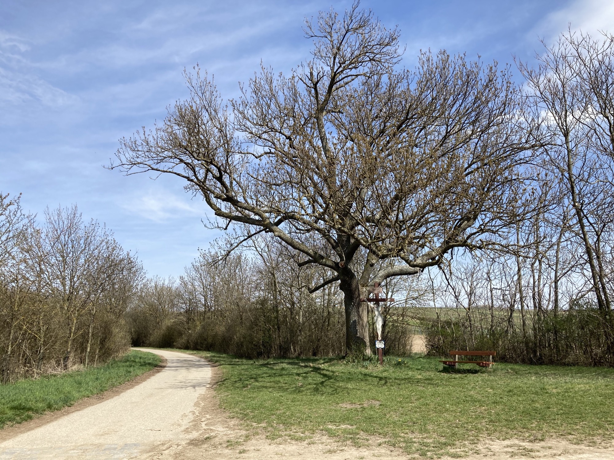 Kreuz unter einem ausladenden Baum, daneben ein Feldweg sowie eine Rastbank