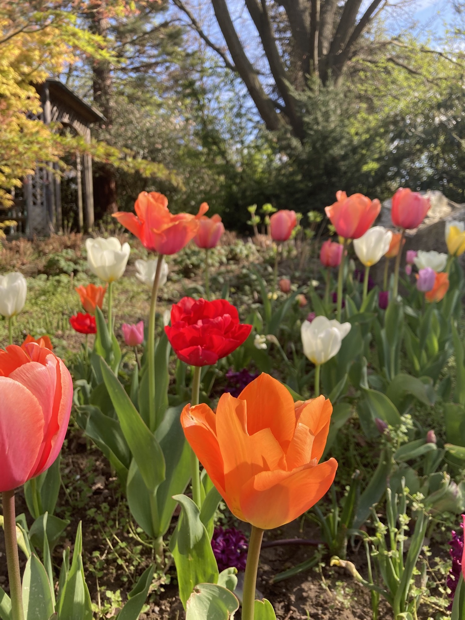 Tulpen in unterschiedlichsten Frühlingsfarben, im Vordergrund eine orangefarbene Blüte, dahinter Tulpen in rot, rosa, violett, gelb und weiß