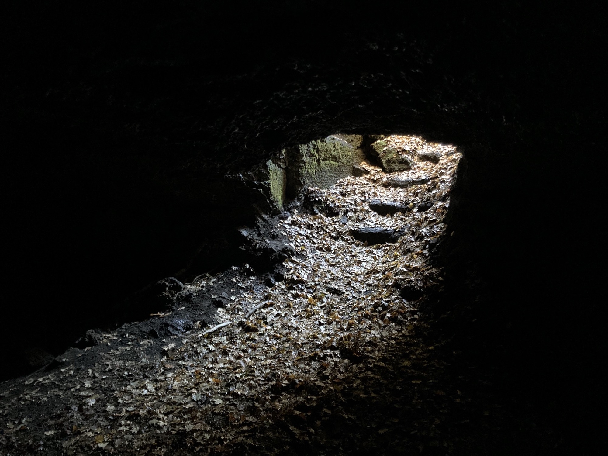 Eingang der Lavahöhle, von innen gesehen, rauhe Stufen, von Eichenlaub großteils verdeckt