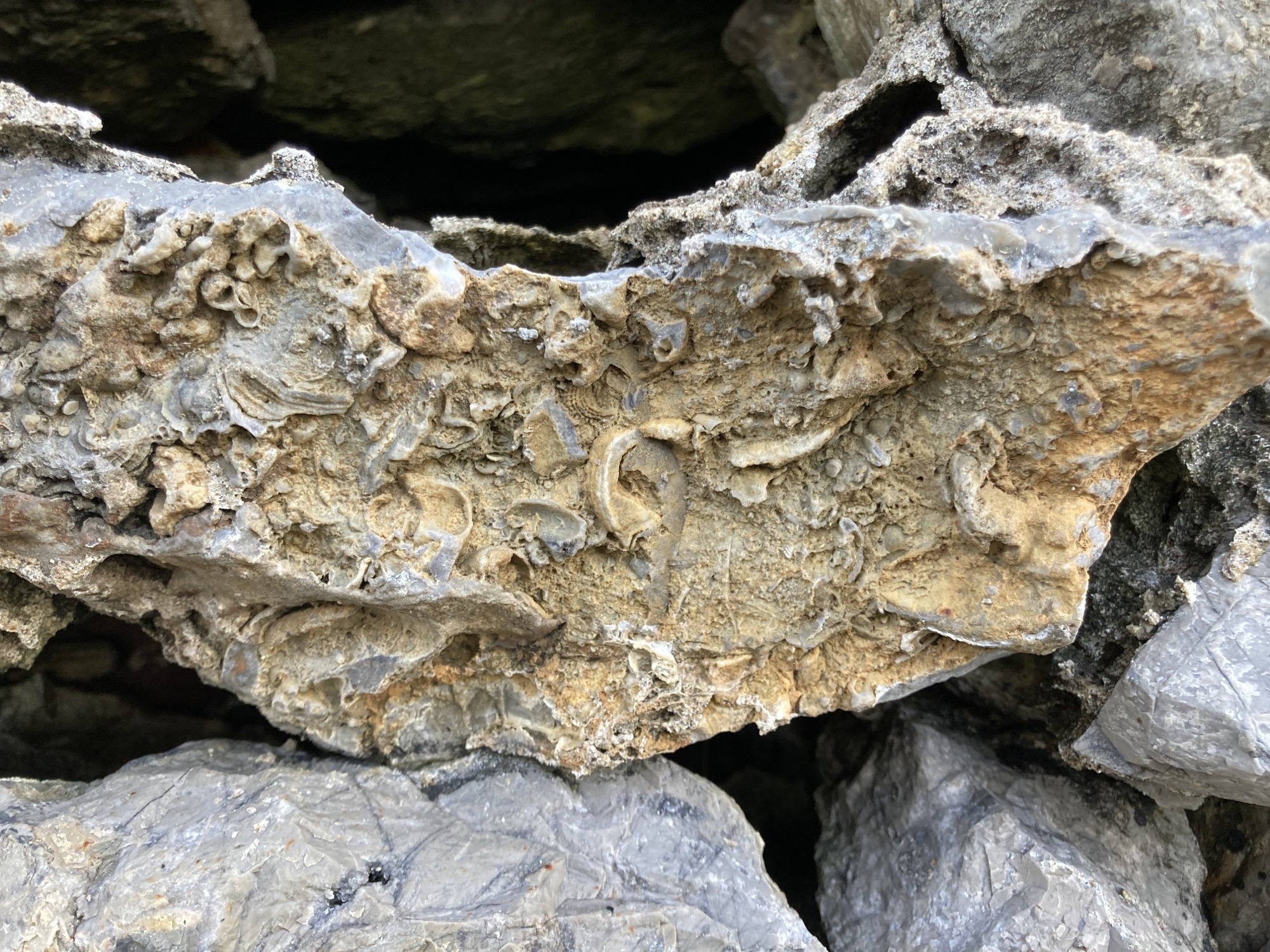Detailaufnahme eines Felsens, in dessen aufgebrochenem Inneren deutlich Fossilien unterschiedlicher Meerestiere zu erkennen sind