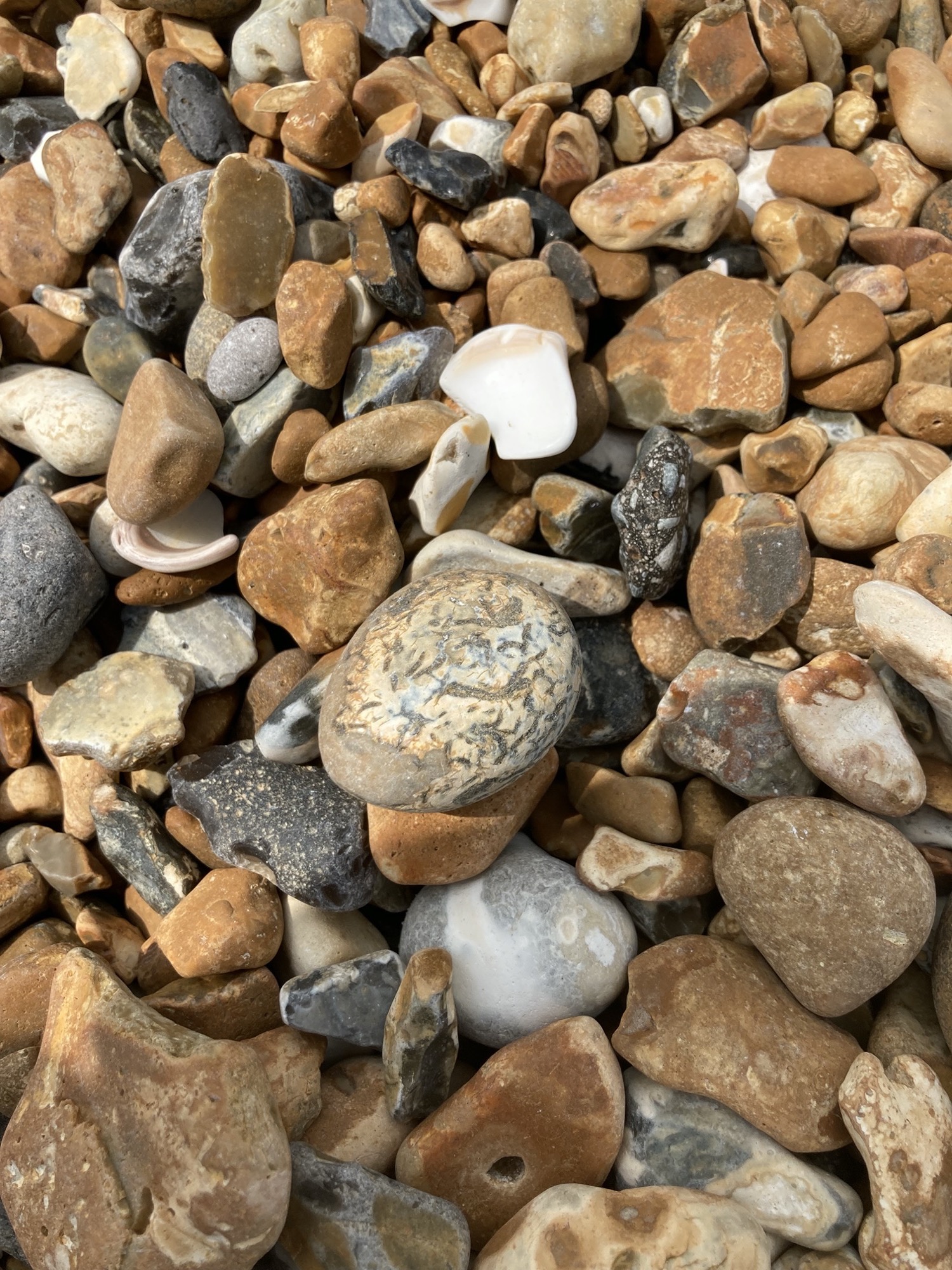 Detailaufnahme von Kieseln am Strand, rötliche und graue Kiesel unterschiedlicher Form, Steine mit labyrinthartiger Zeichnung, durch die Brandung rund geriebene Stücke von Muscheln, unten ein Stein mit einem Loch