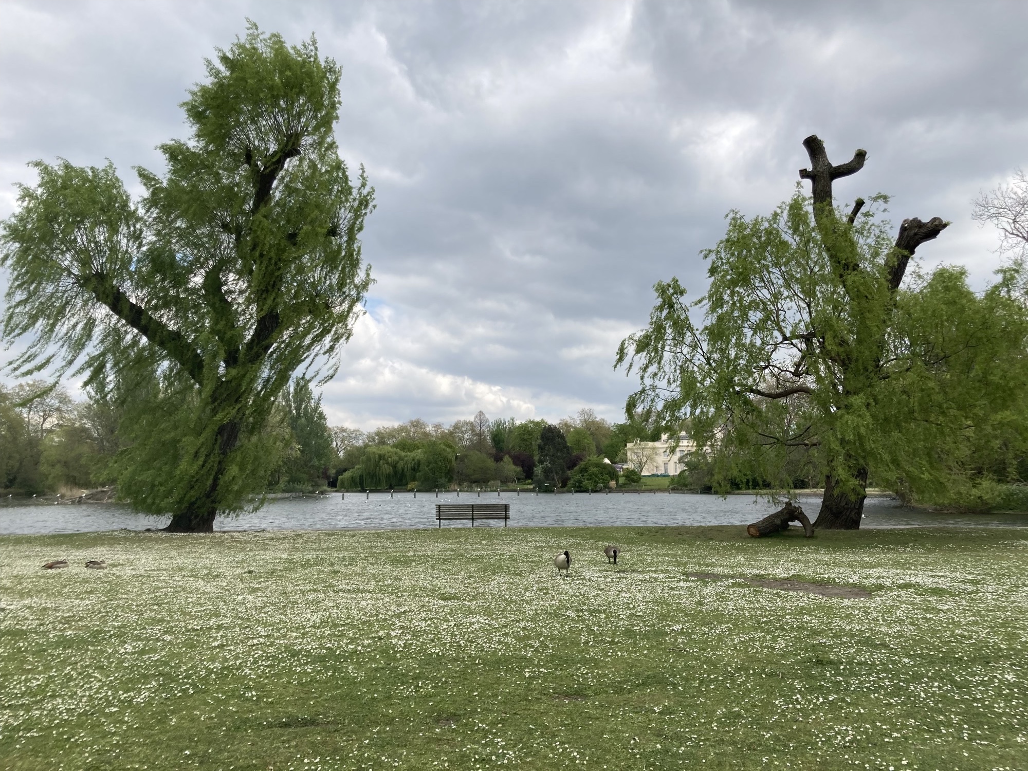 Blick auf den See im Regent's Park, links und rechts eine vom Wind verwehte Weide, mittig eine Sitzbank, im Mittelgrund zwei Gänse auf der Wiese
