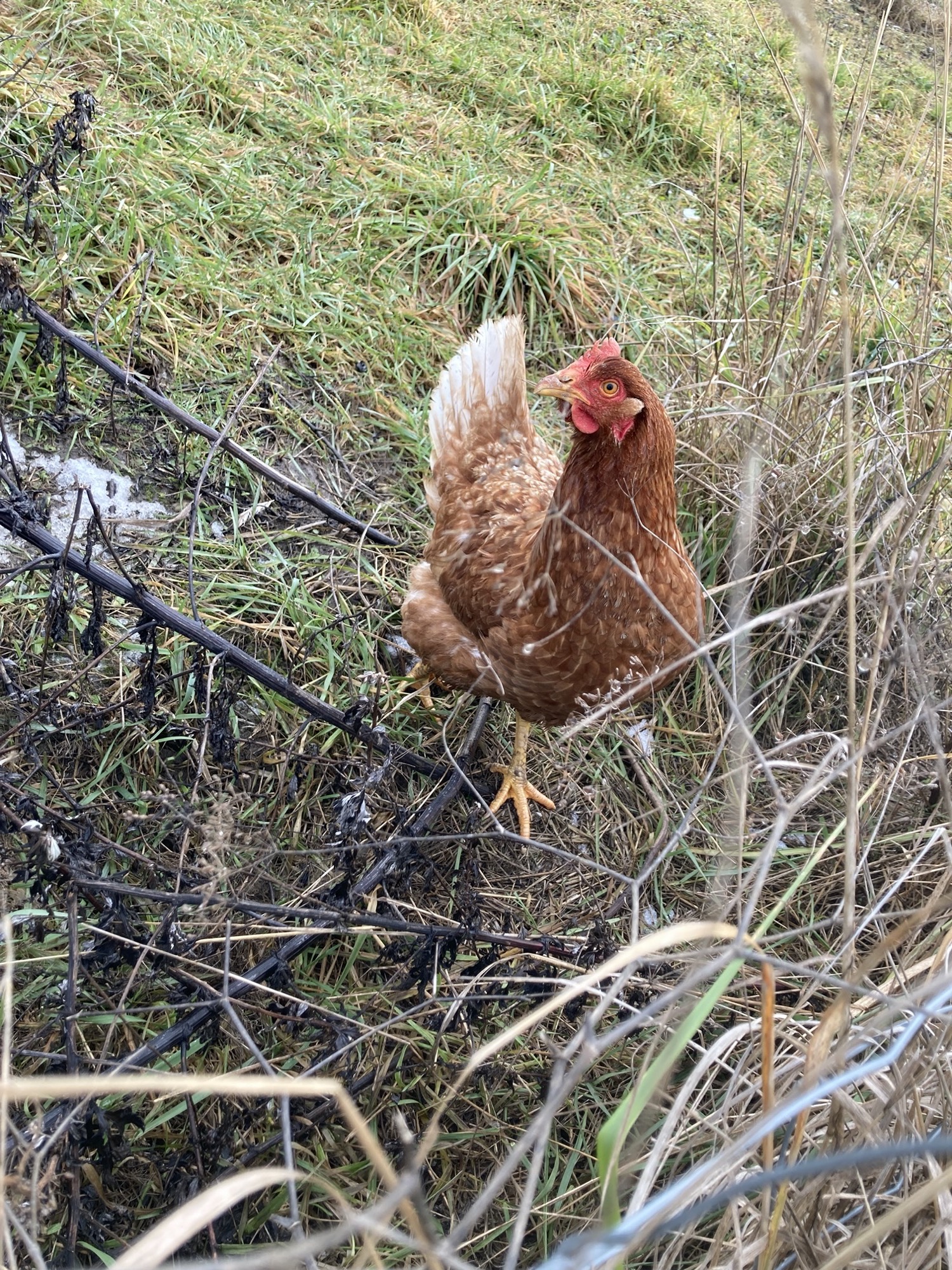 ein braunes Huhn mit einzelnen weißen Federn steht hinter einem Zaun und schaut neugierig in Richtung Kamera