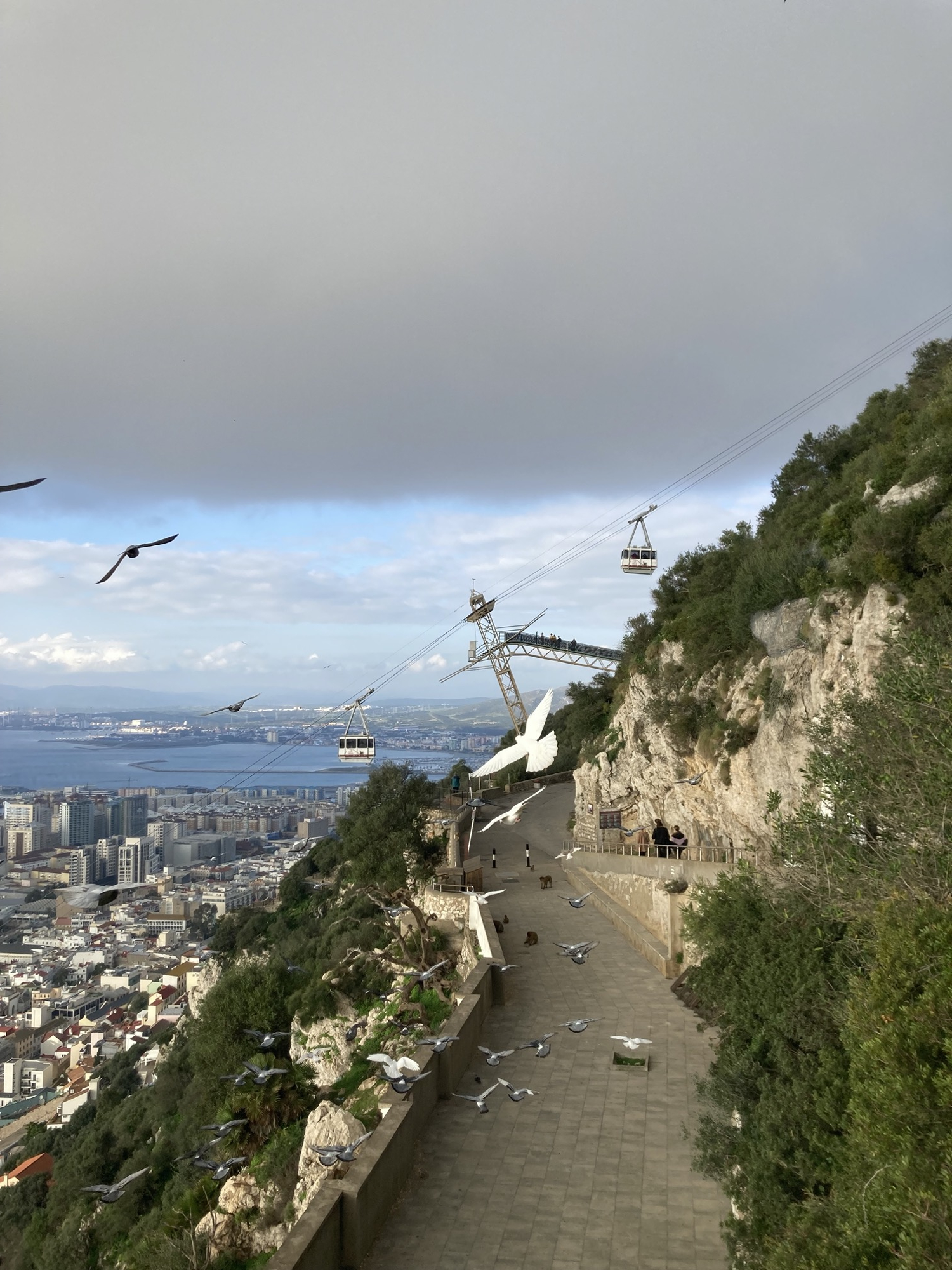 Vogelschwarm über einer Straße am Felsen von Gibraltar, in der Mitte vor der im Hintergrund liegenden Mittelstation der Seilbahn hebt sich eine weiße Möwe mit ausgebreiteten Flügeln und fächerartig gespreiztem Schwanz deutlich von den anderen grauen Flügeln des Schwarms ab