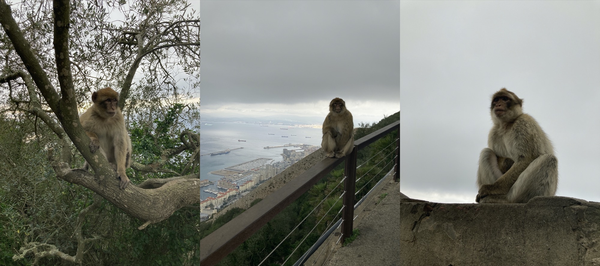 nebeneinander drei Fotos, links sitzt ein Affe auf einem Ast und schaut entspannt weg von der Kamera, in der Mitte sitzt ein Affe auf einem Geländer, dahinter sind der Hafen und die Bucht von Gibraltar zu sehen, rechts sitzt ein Affe auf einer Mauer und schaut scheinbar nachdenklich in die Ferne