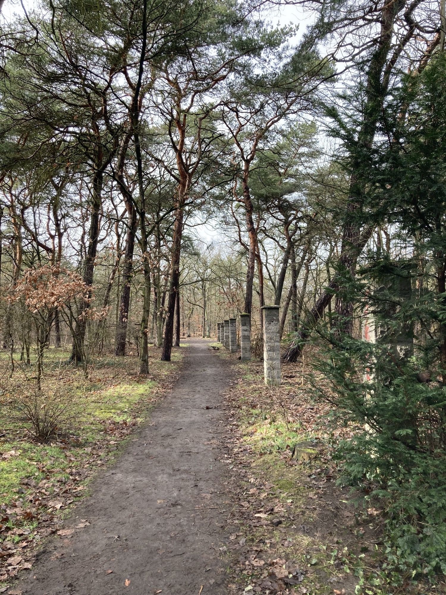 Waldweg mit grünen Nadelbäumen, rechts des Weges stehen in regelmäßigen Abständen Steinsäulen