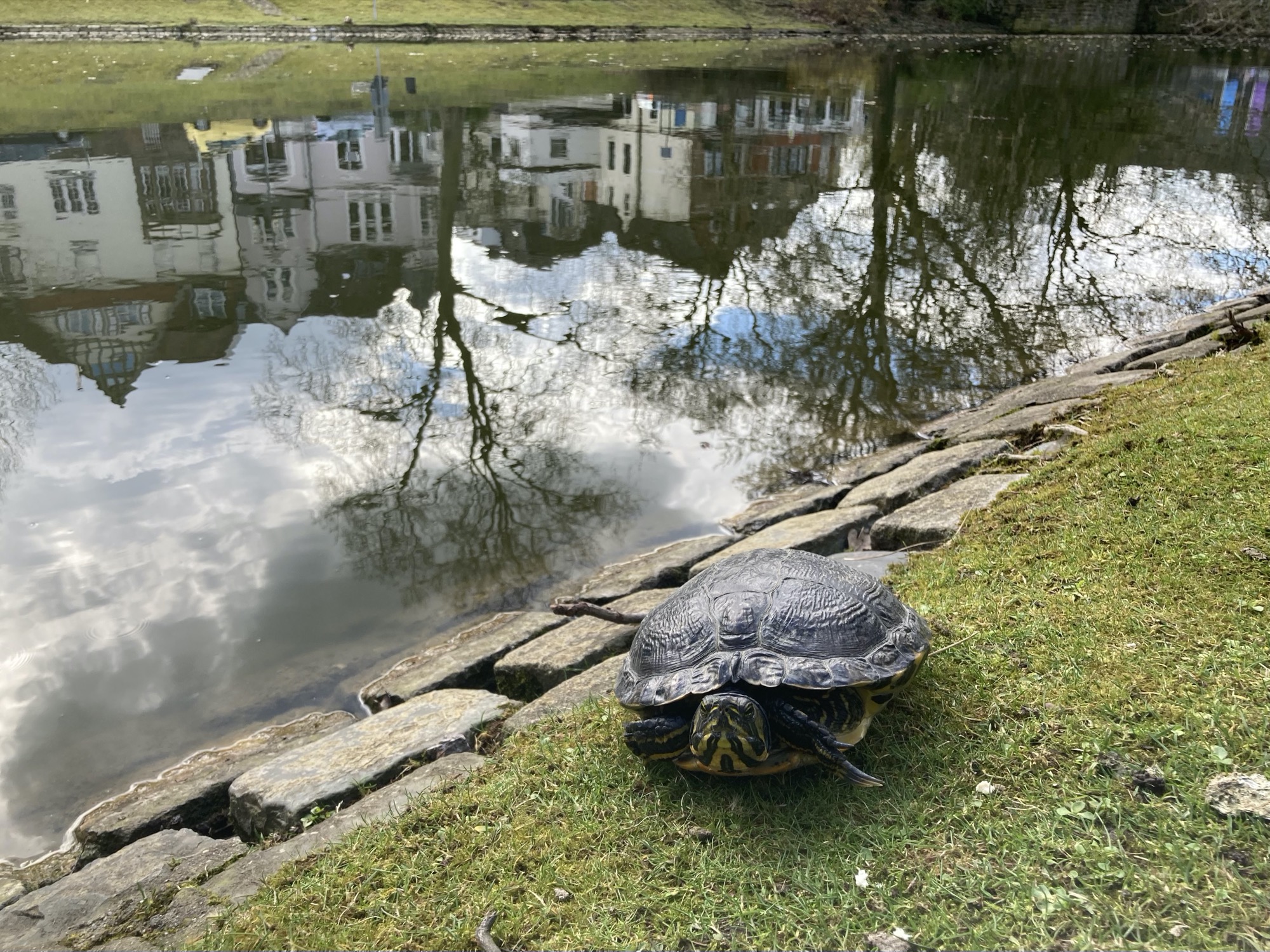 Schildkröte am Ufer eines Teichs, die Schildkröte ist dabei, Kopf und vordere Füße in den Panzer zu ziehen, im Teich spiegeln sich Bäume sowie die Häuser auf der anderen Seite des Teichs