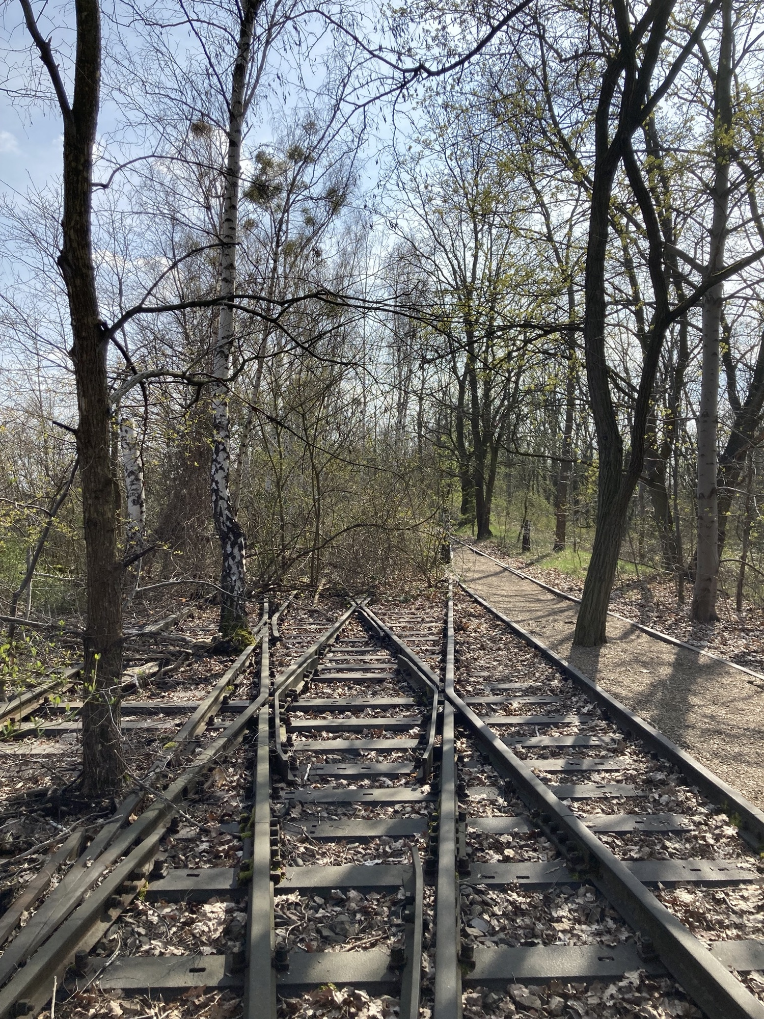 Gleiskreuzung, das linke Gleis ist von Birken durchbrochen, das ganz rechte zugeschüttet, um als Fußweg zu dienen, auch hier wächst ein Baum direkt auf dem Weg