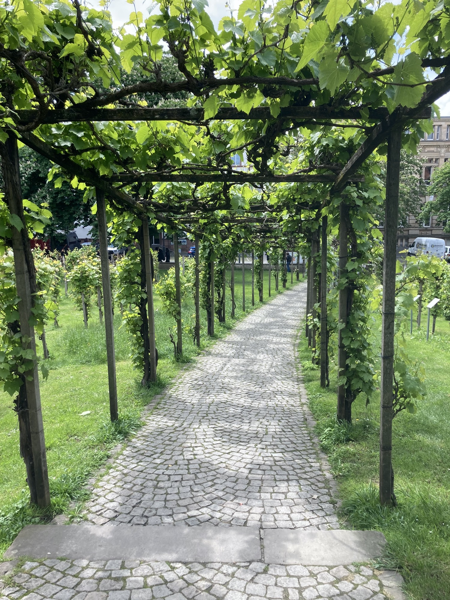 gepflasterter Weg durch einen Park, der von Weinreben umkränzt ist, durch das löchrige Blätterdach scheint die Sonne
