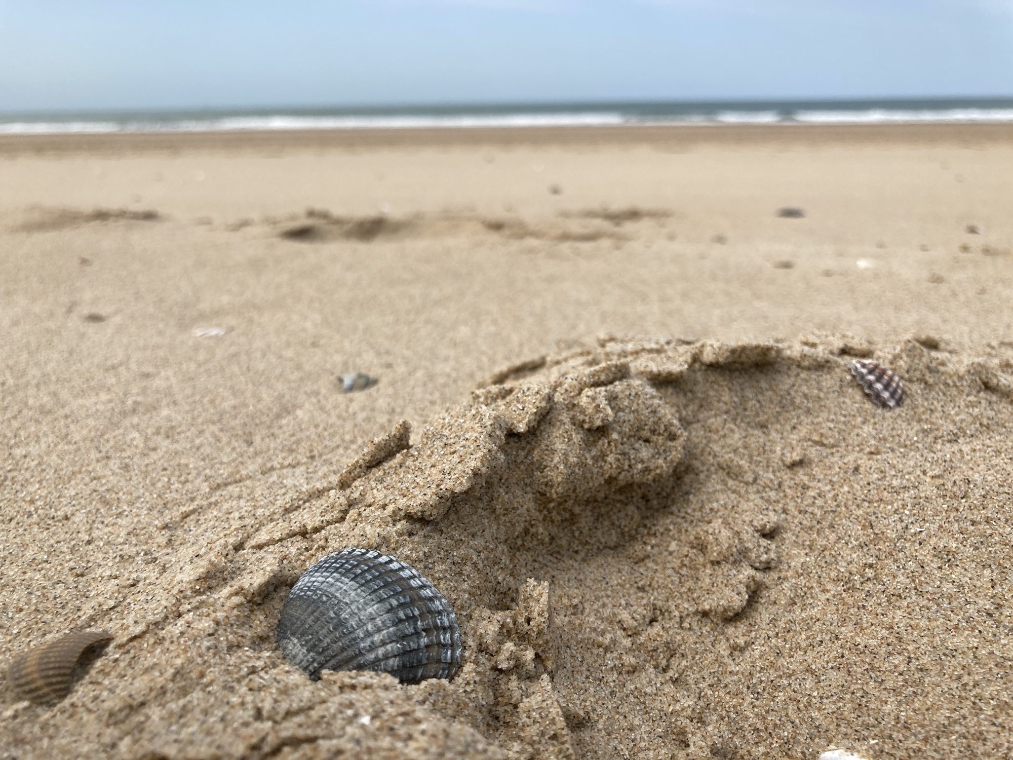 Nahaufnahme einer in Grautönen gestreiften Muschel im Sand, im Hintergrund ist verschwommen das Meeresufer zu sehen
